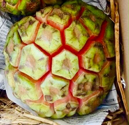 Kadsura heteroclita "Green" - 1 fresh seed / 1 frischer Samen