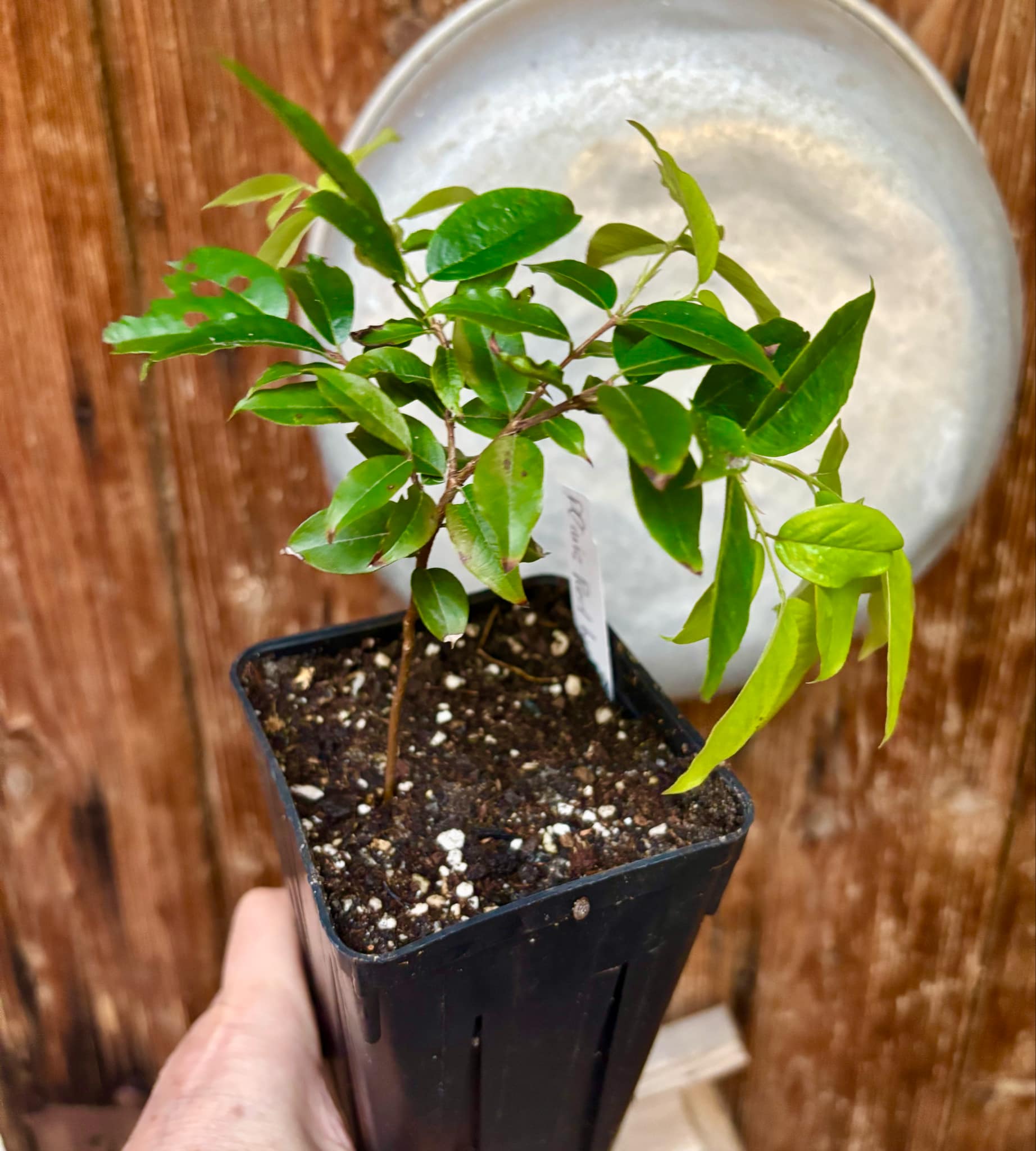 Red Hybrid Jaboticaba (Plinia cauliflora x aureana) - 1 potted plant / 1 getopfte Pflanze