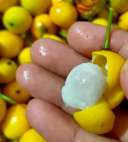 Lemon Drop Mangosteen (Garcinia intermedia) - 1 potted plant / 1 getopfte Pflanze