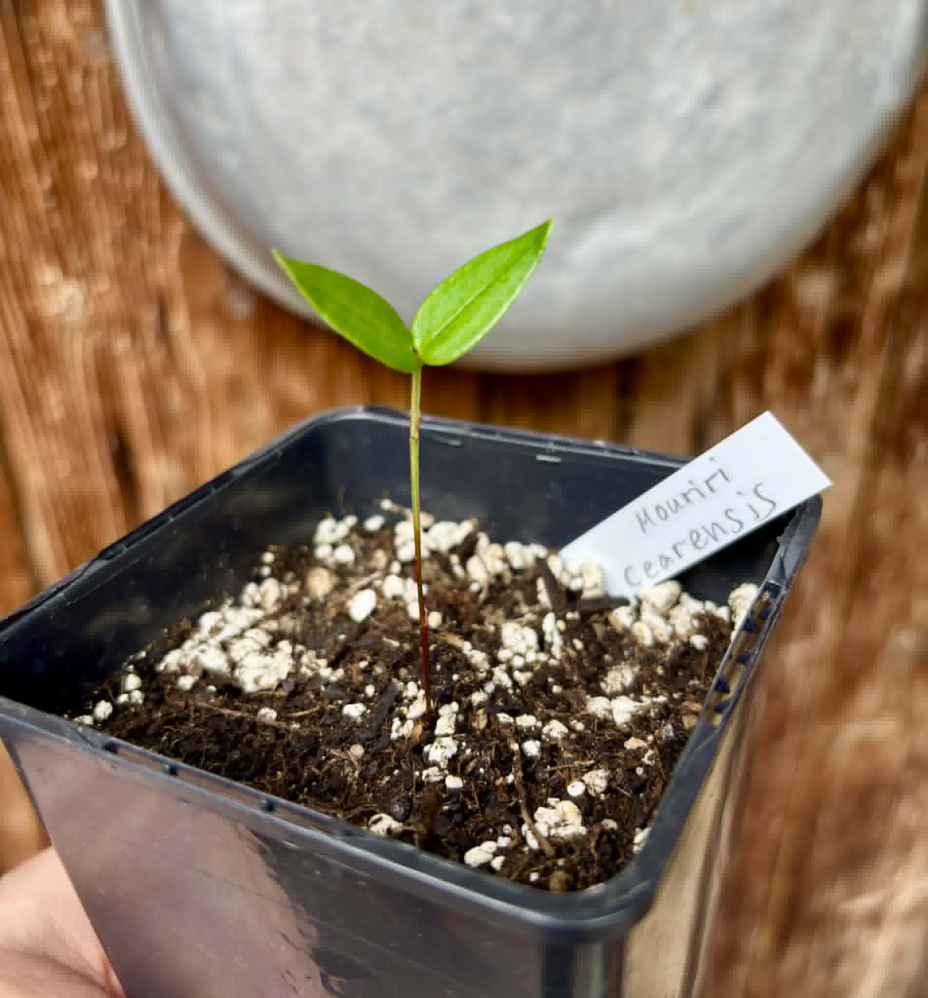 only 1 available - Manipuca (Mouriri cearensis) - 1 potted seedling / 1 getopfter Sämling