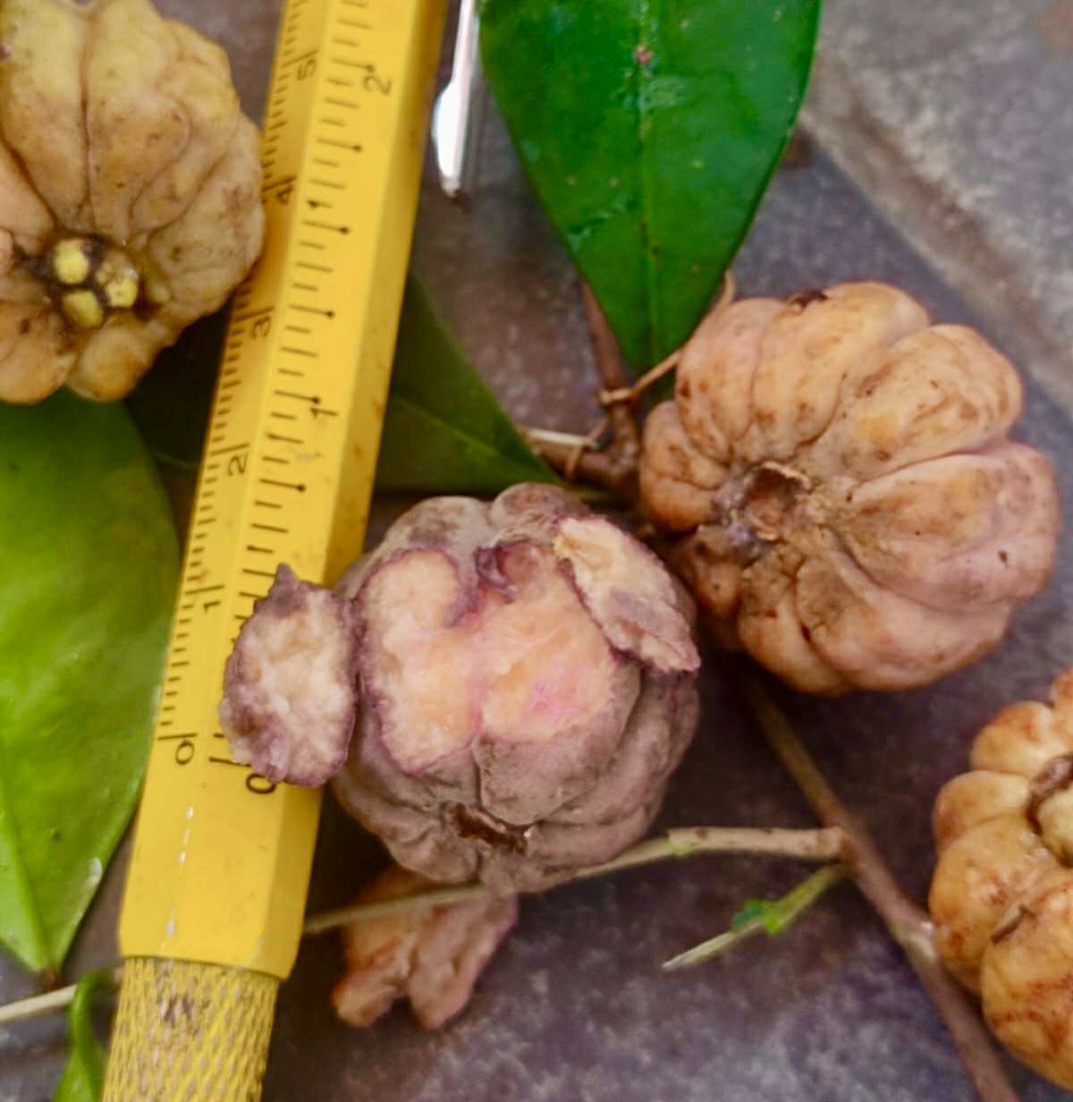 Eugenia sp Pitangao amarelo - 1 fresh seed / 1 frischer Samen