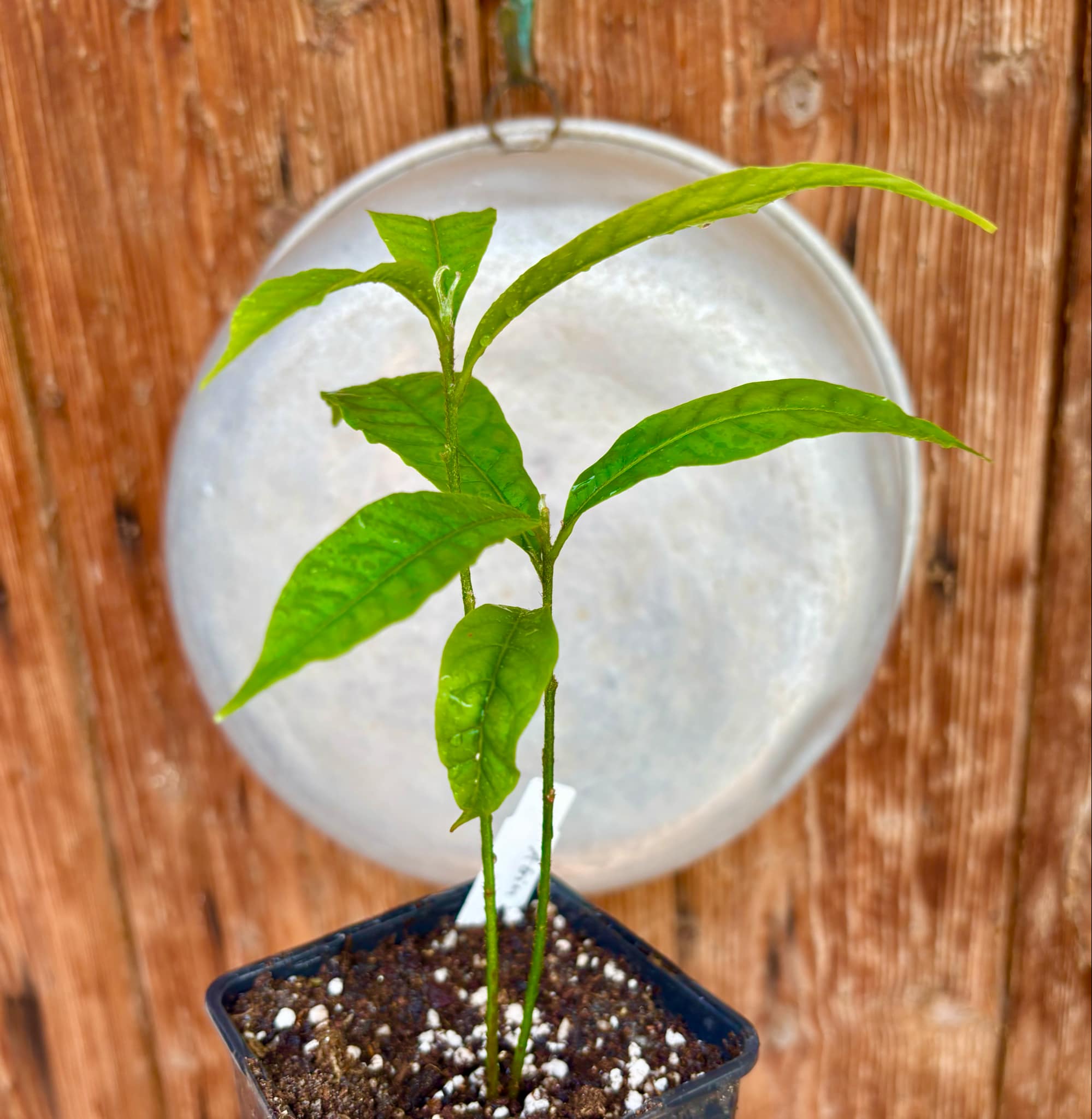 two out of one seed - Abiu (Pouteria caimito) Nr. 2 - 1 potted plant / 1 getopfte Pflanze