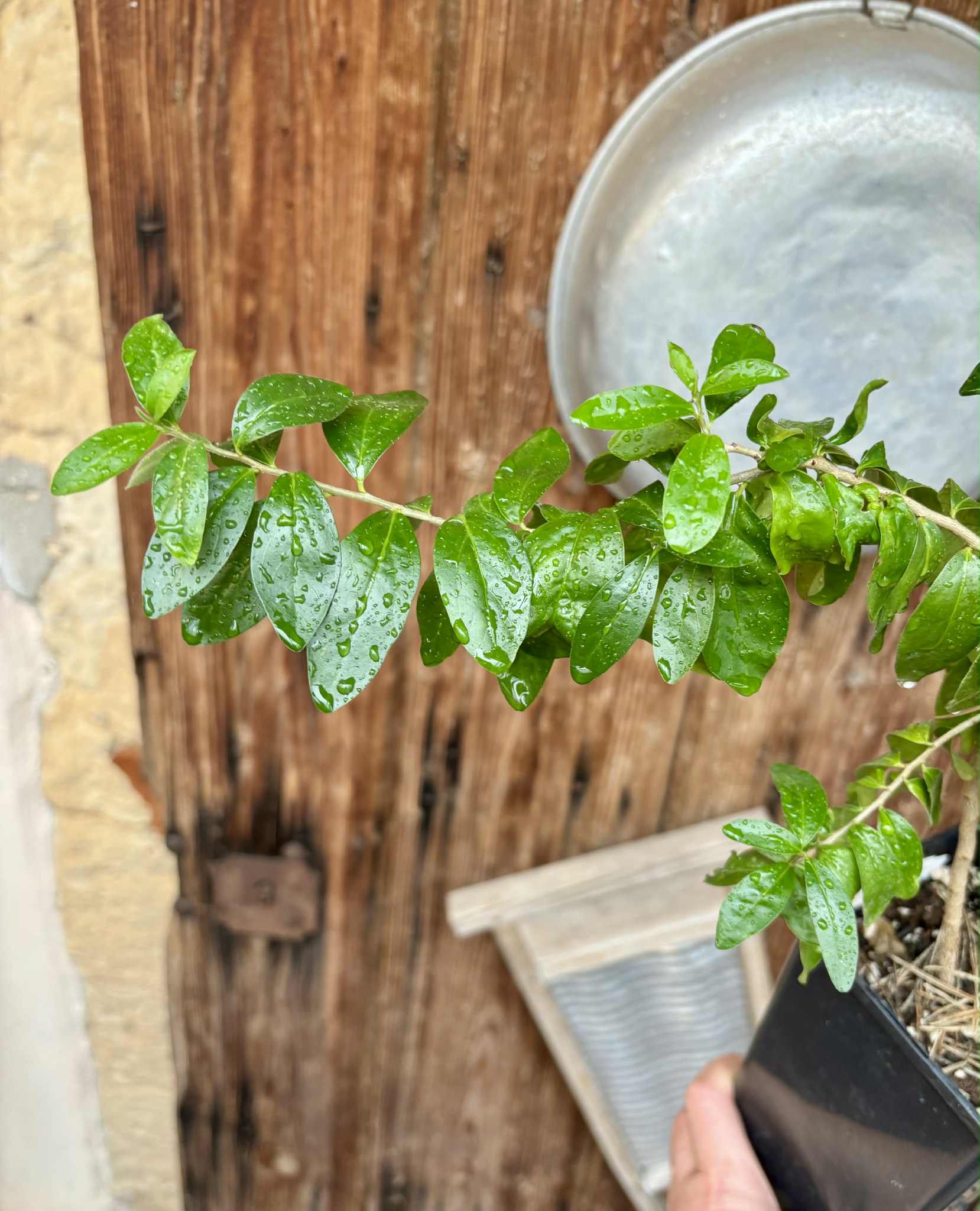 self fertile variety - Kei Apple (Dovyalis caffra) - 1 potted plant / 1 getopfte Pflanze