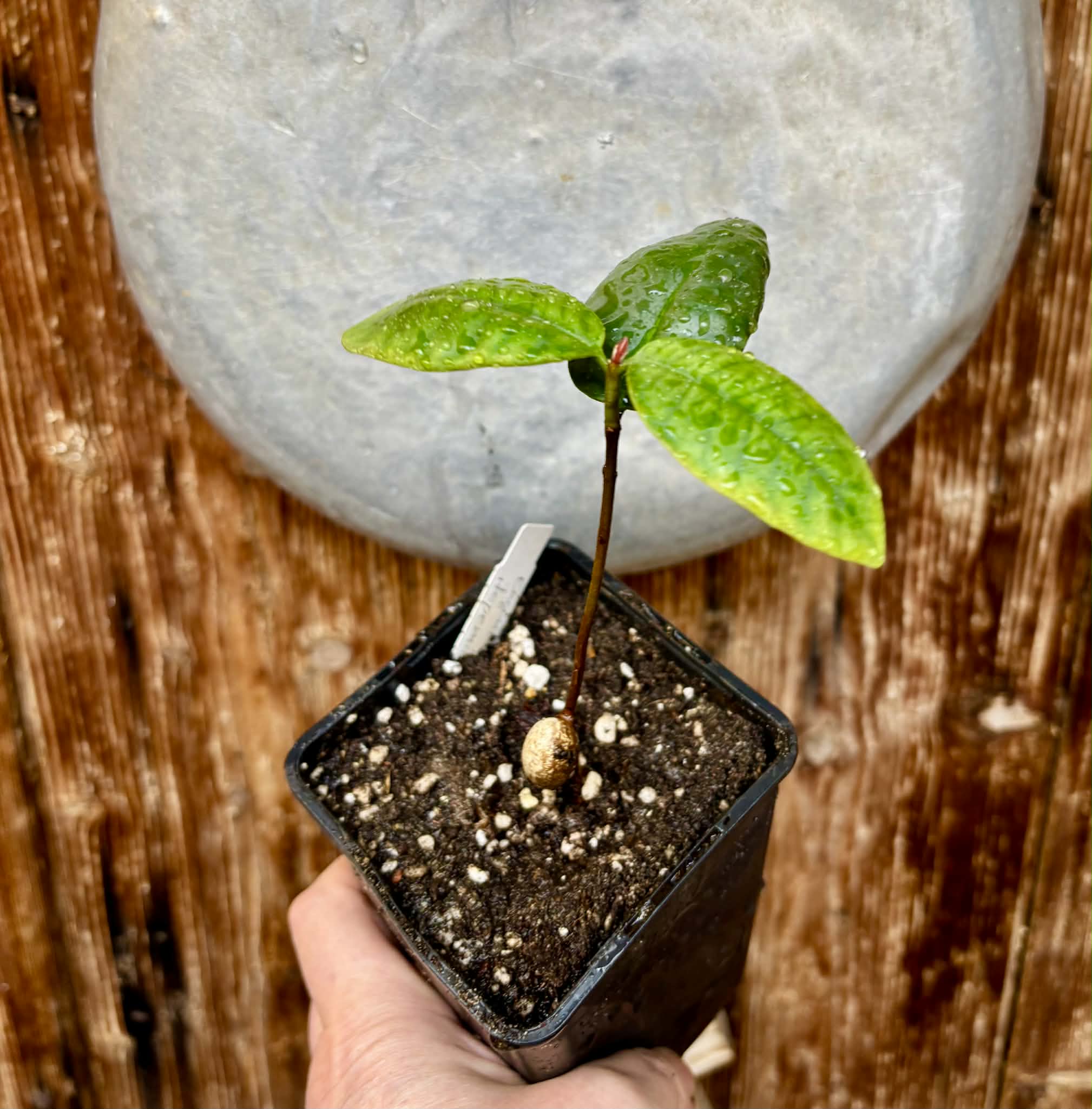 Eugenia itapemirimensis - 1 potted plant / 1 getopfte Pflanze