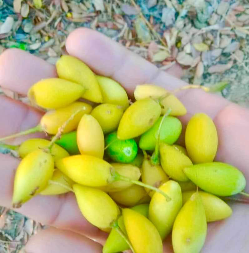 Madhuca thorelii - Mak Dauy Fruit -   1 fgerminated seed / 1 gekeimter Samen