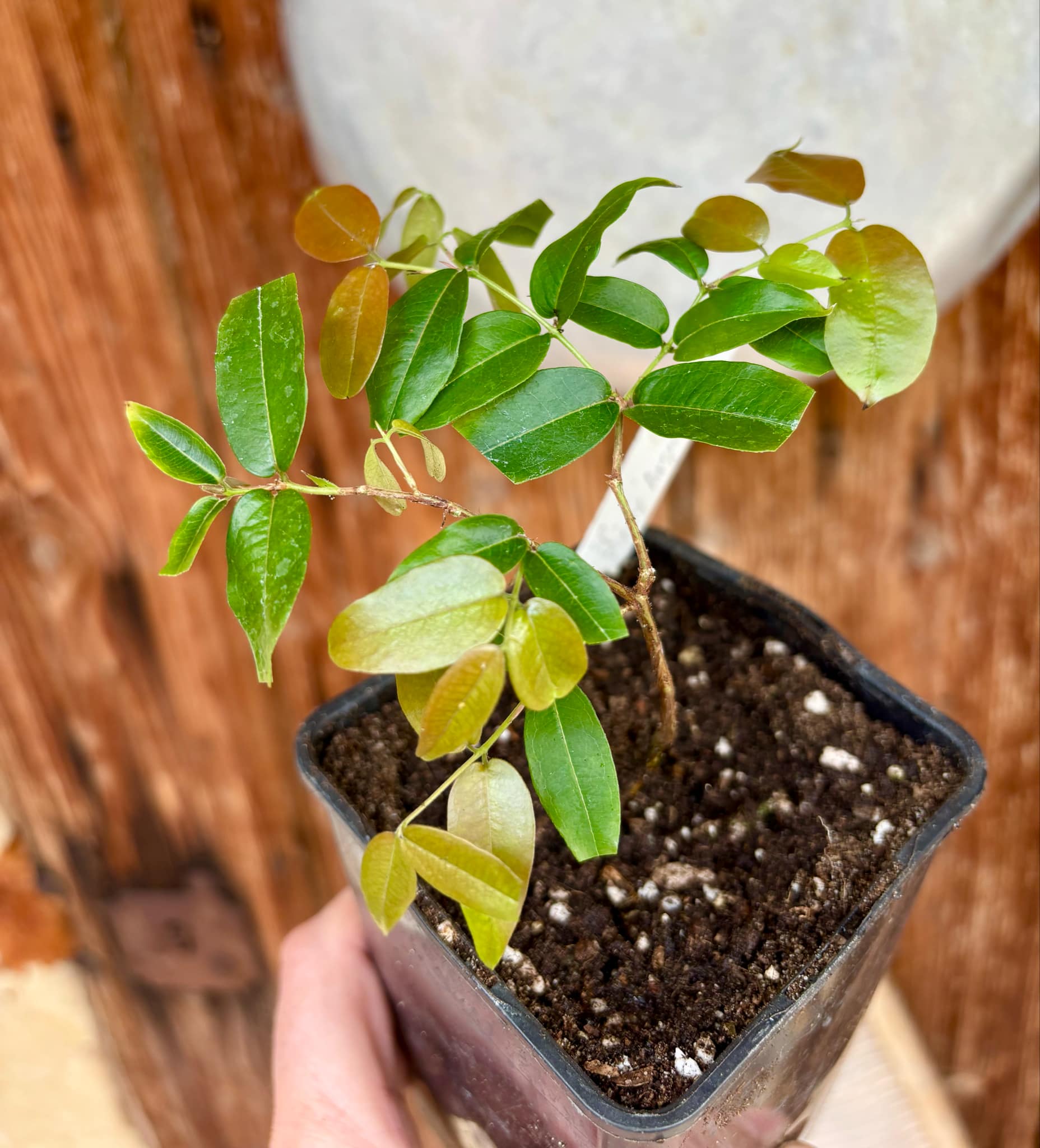 Plinia sp Giant Piray Argentina - 1 potted plant / 1 getopfte Pflanze