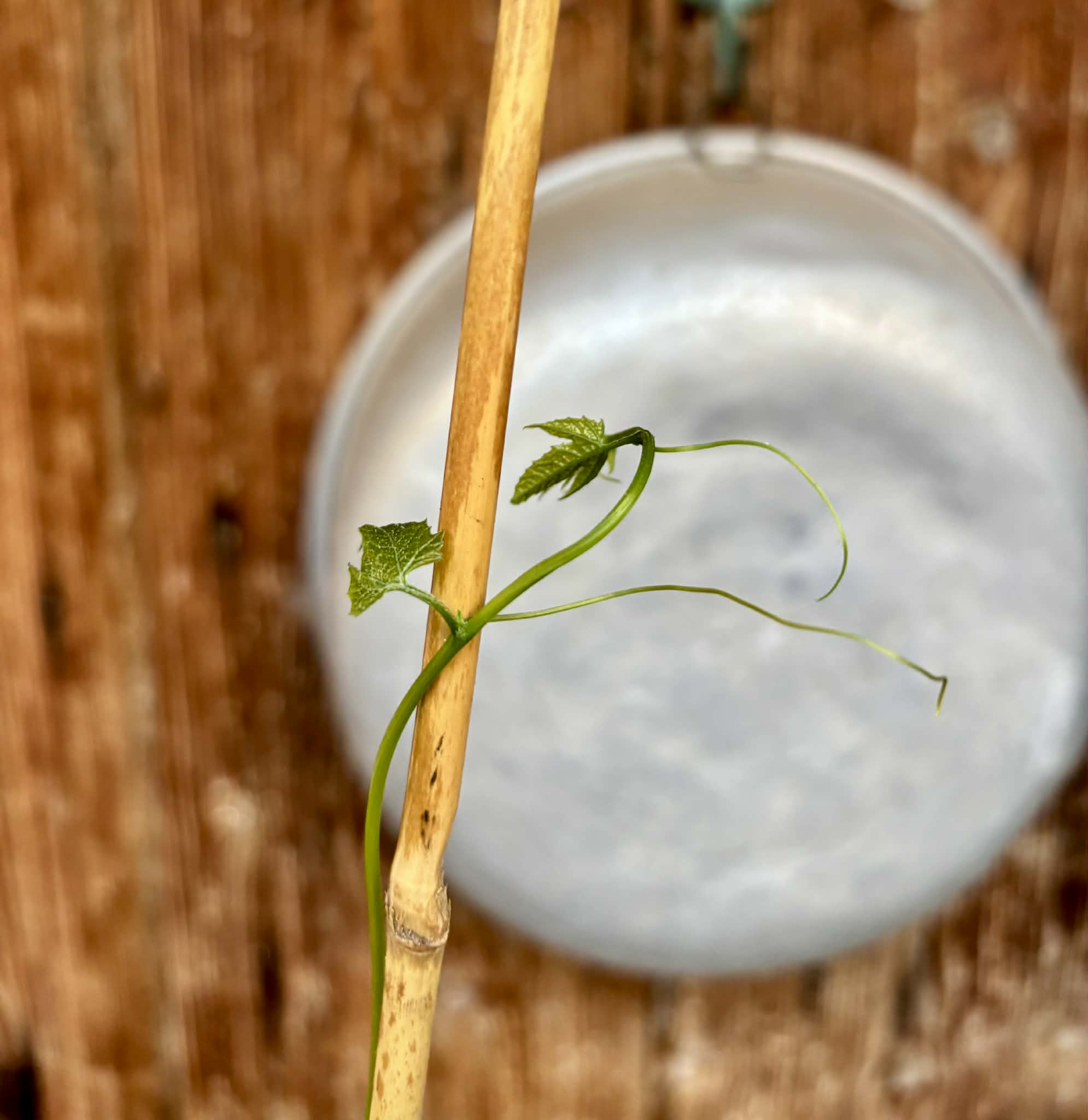 Momordica cochinchinensis - Gac fruit - 1 potted plant / 1 getopfte Pflanze