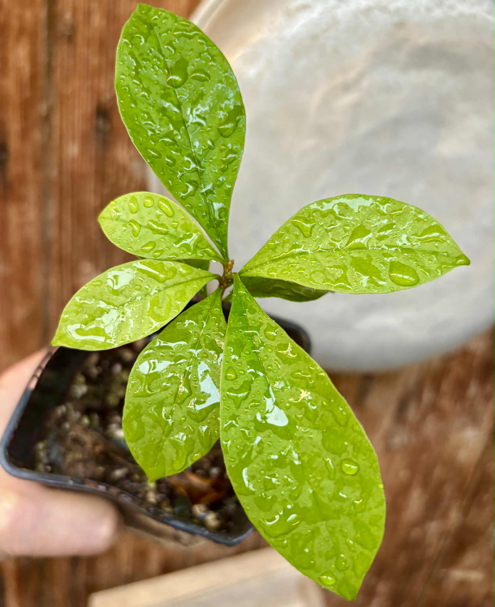 Marmixa (Pradosia lactescens) - 1 potted plant / 1 getopfte Pflanze