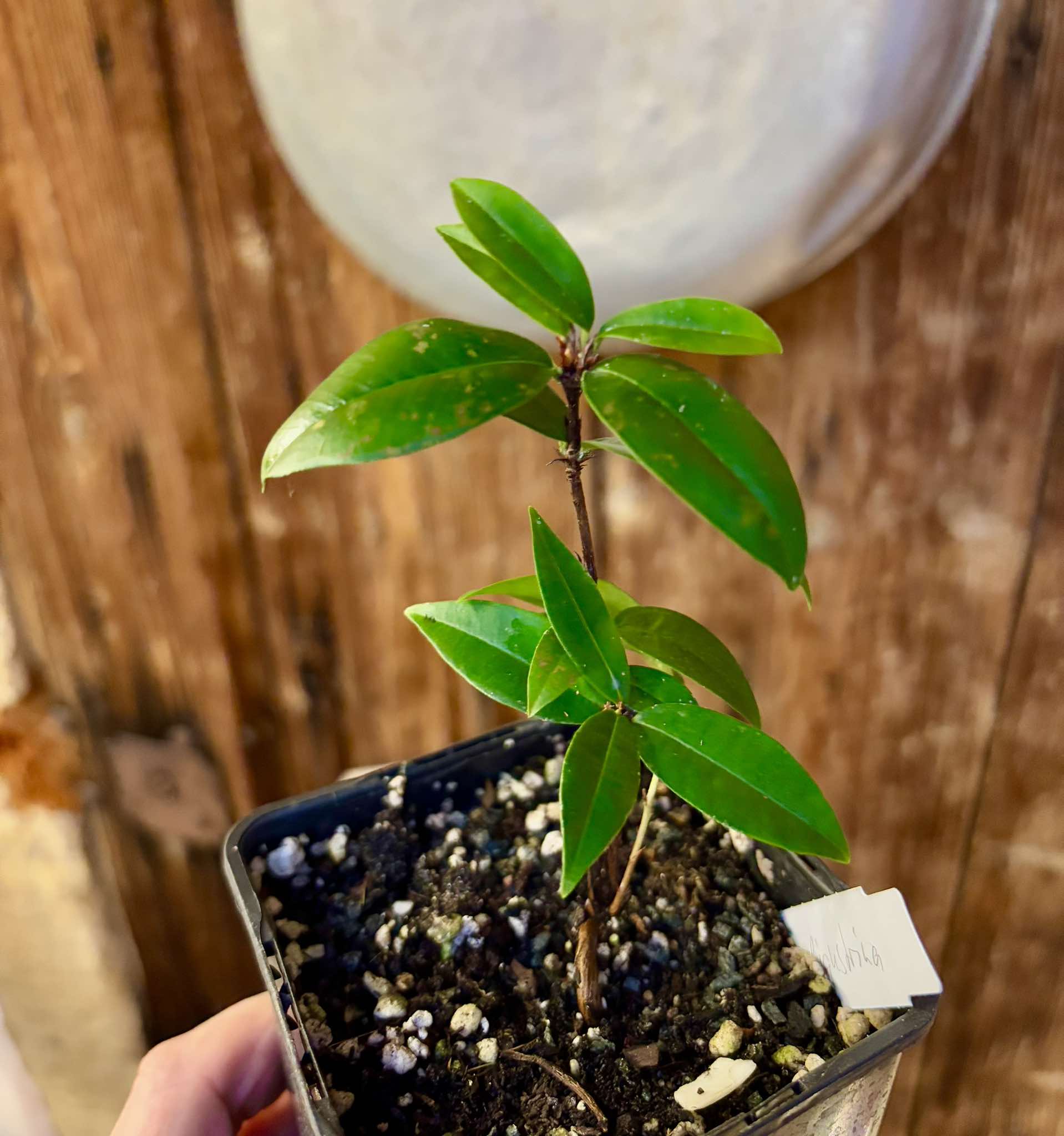 Eugenia aff ligustrina - 1 potted plant / 1 getopfte Pflanze Eugenia aff ligustrina - 1 potted plant / 1 getopfte Pflanze