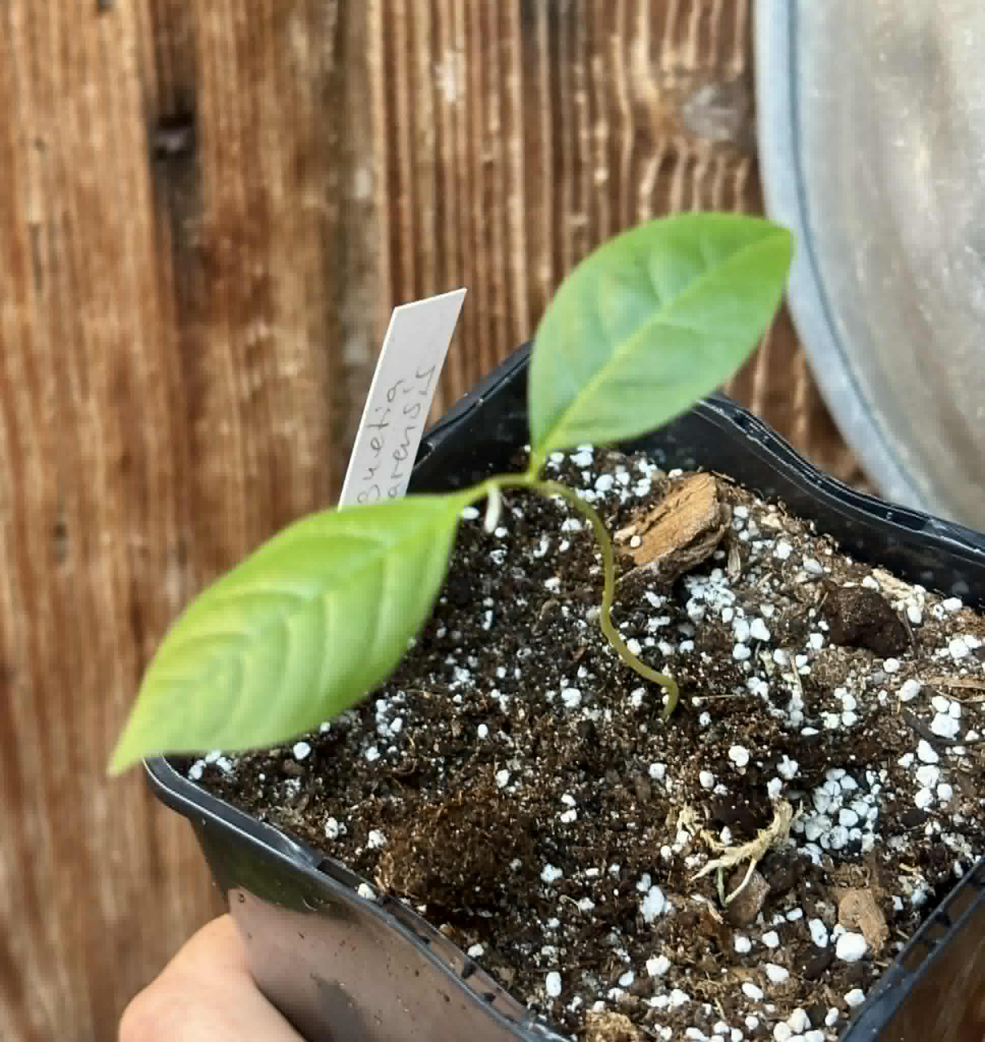 Duguetia cf quitarensis - 1 potted seedling / 1 getopfter Sämling