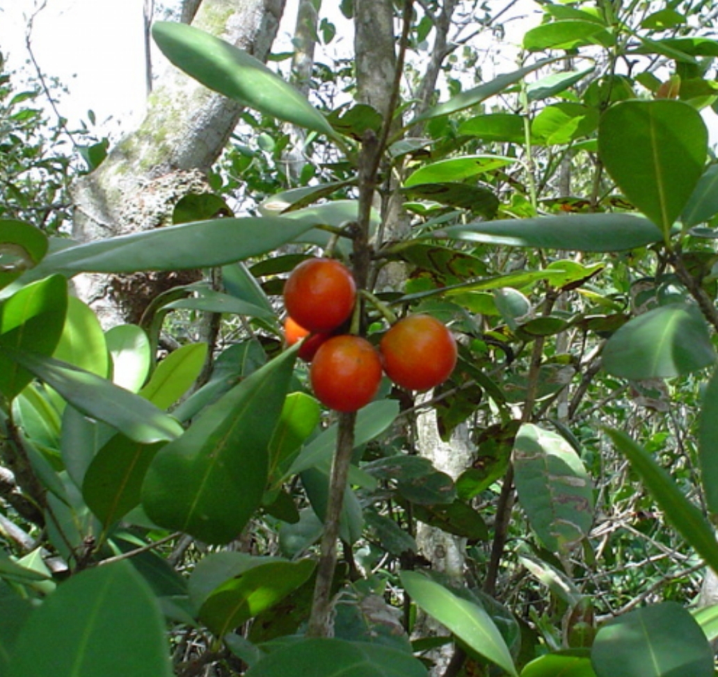 Manilkara salzmannii  - 1 potted plant /1 getopfte Pflanze