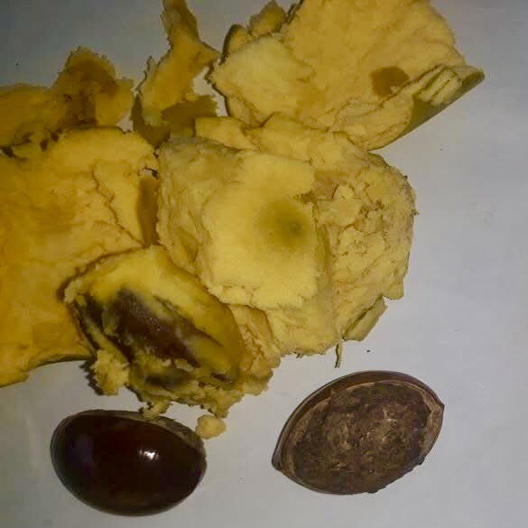 Pouteria macrophylla - 1 fresh seed / 1 frischer Samen