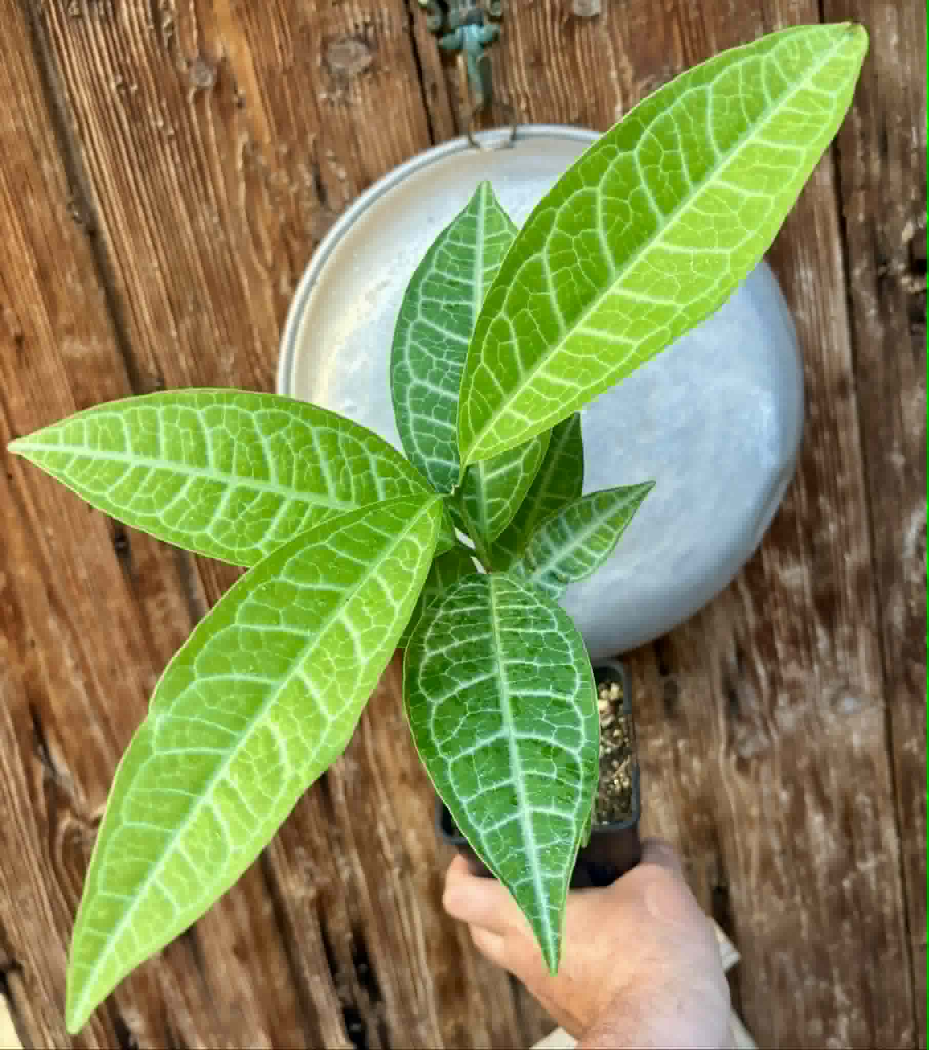 Eugenia sp Labisia -  1 potted plant / 1 getopfte Pflanze