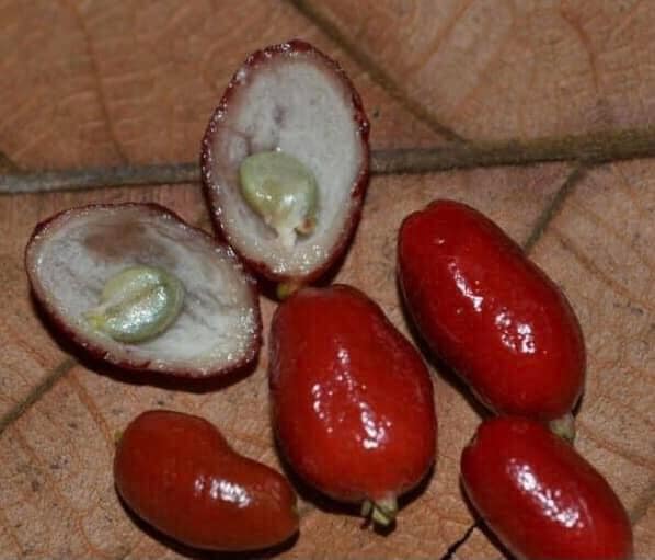 Syzygium sp - Fruta do Misterio - 1 small potted seedling / 1 kleiner, getopfter Sämling