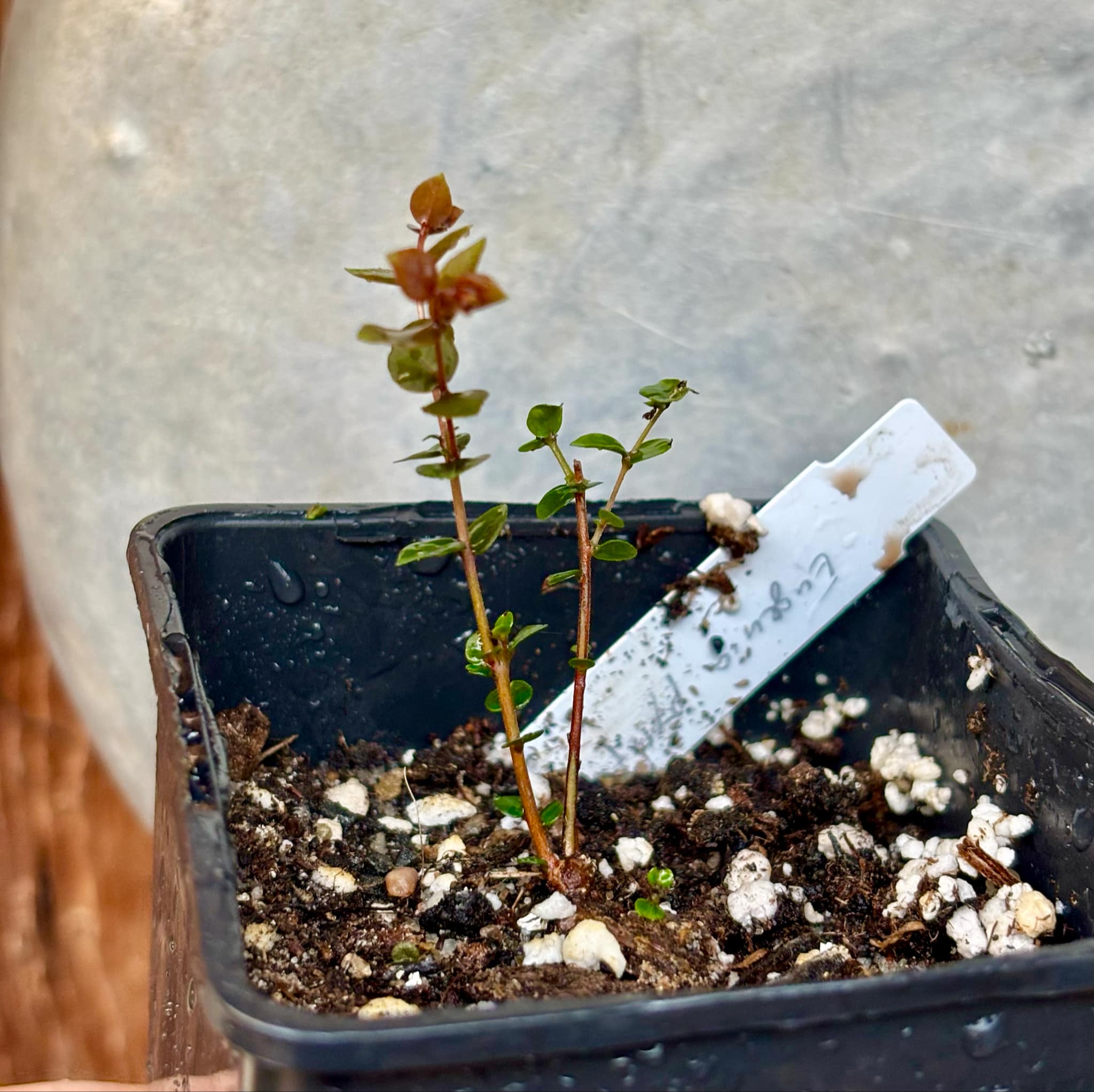 Eugenia pyriformis var Eldorado - Uvaia Doce - 1 small potted seedling / 1 kleiner, getopfter Sämling