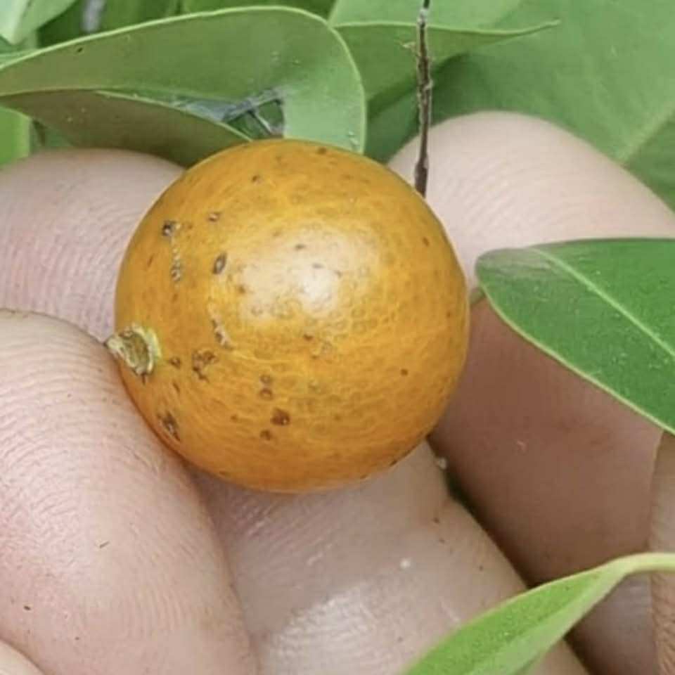 Yellow Guaburiti (Plinia rivularis var. flava) - 1 fresh seed / 1 frischer Samen