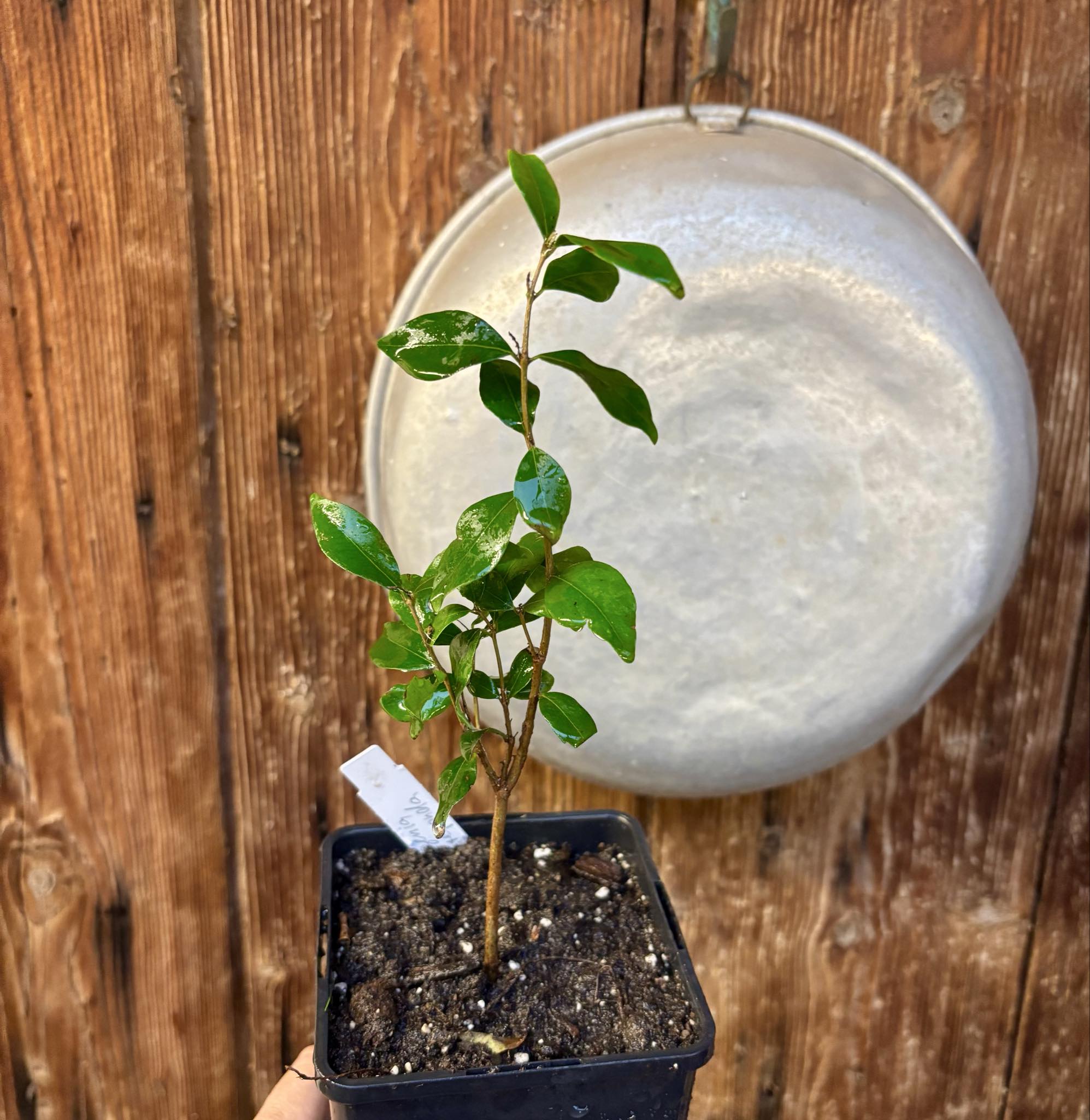 two years old - Eugenia repanda - 1 potted plant / 1 getopfte Pflanze