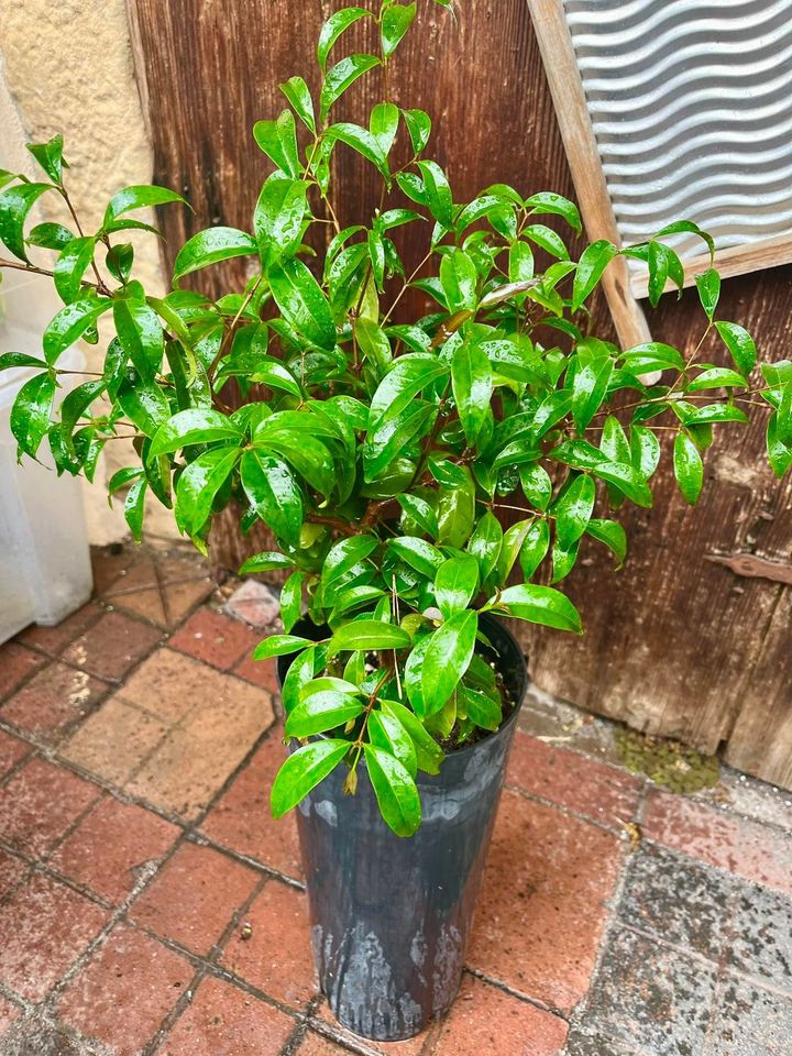 Eugenia squamiflora,  1 potted plant / 1 getopfte Pflanze