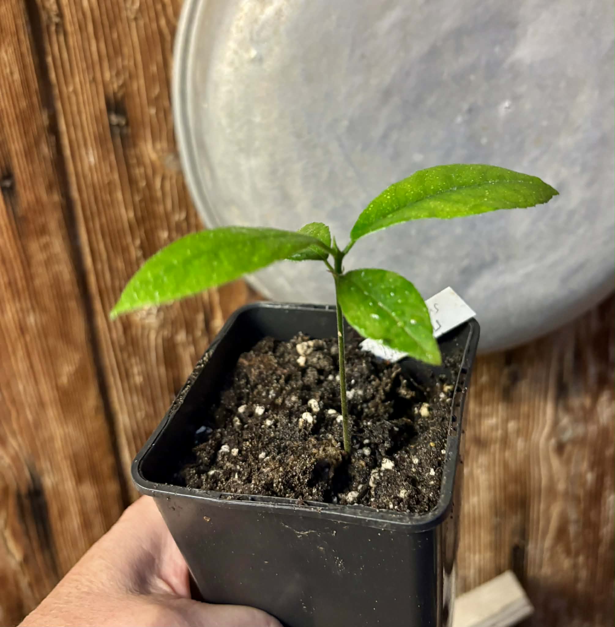 Artocarpus hirsutus  -  1 potted seedling / 1 getopfter Sämling