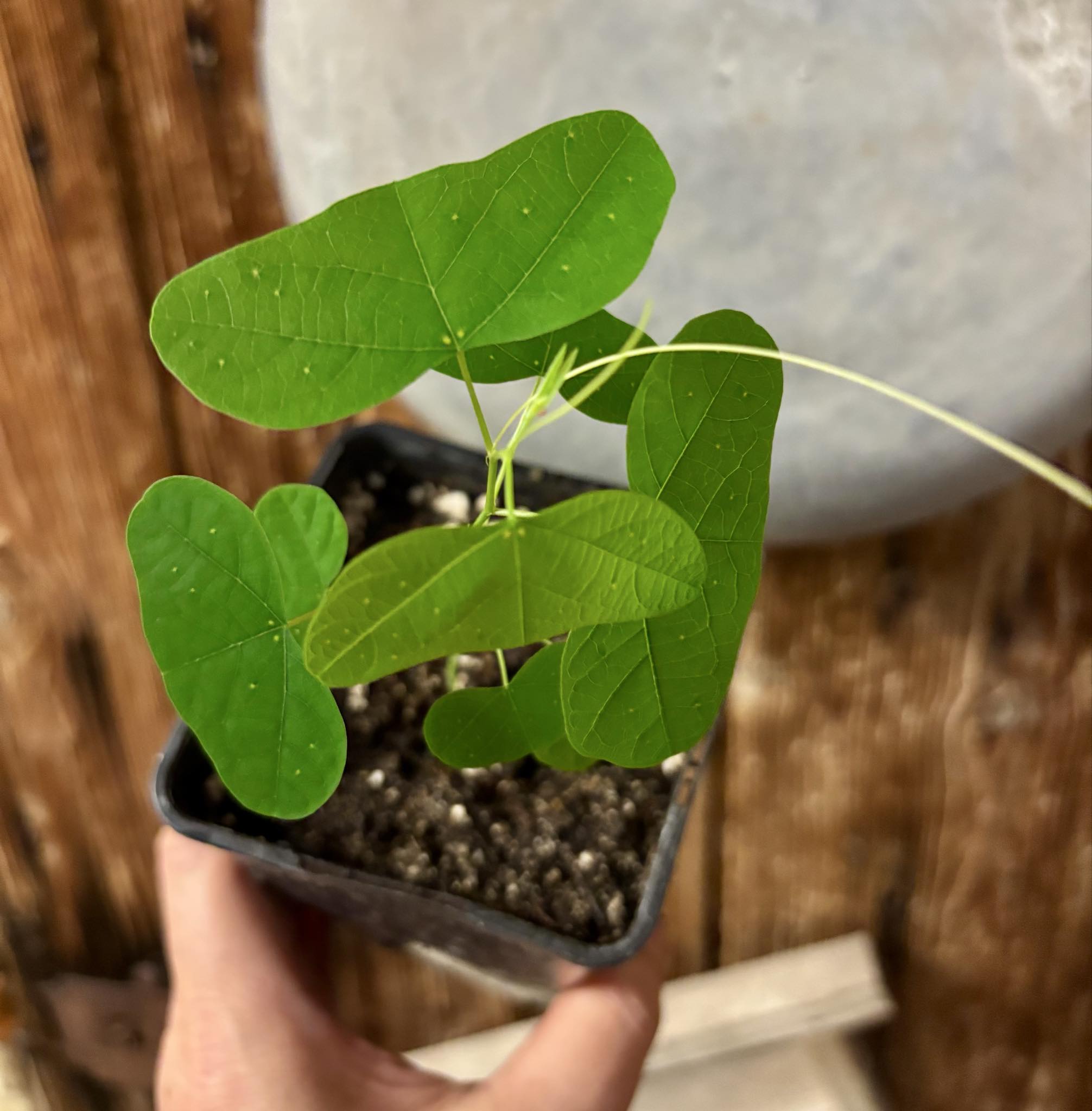 Maracuja Asa de Morcego (Passiflora misera) - 1 small potted seedling / 1 kleiner, getopfter Sämling
