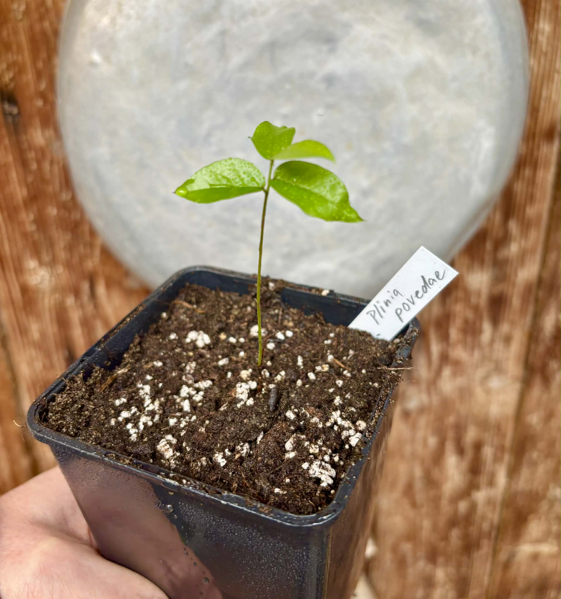 Plinia povedae - 1 potted seedling / 1 getopfter Sämling Kopie