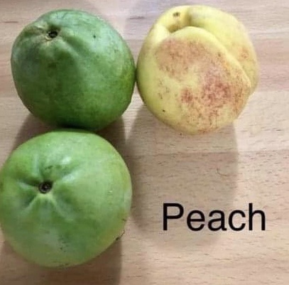 Psidium guajava - Peach - 1 potted plant / 1 getopfte Pflanze