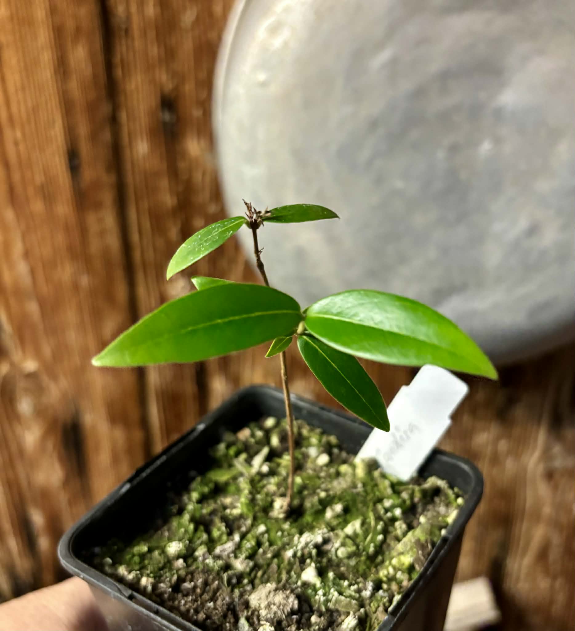 Eugenia sp Jandira - 1 potted seedling / 1 getopfter Sämling