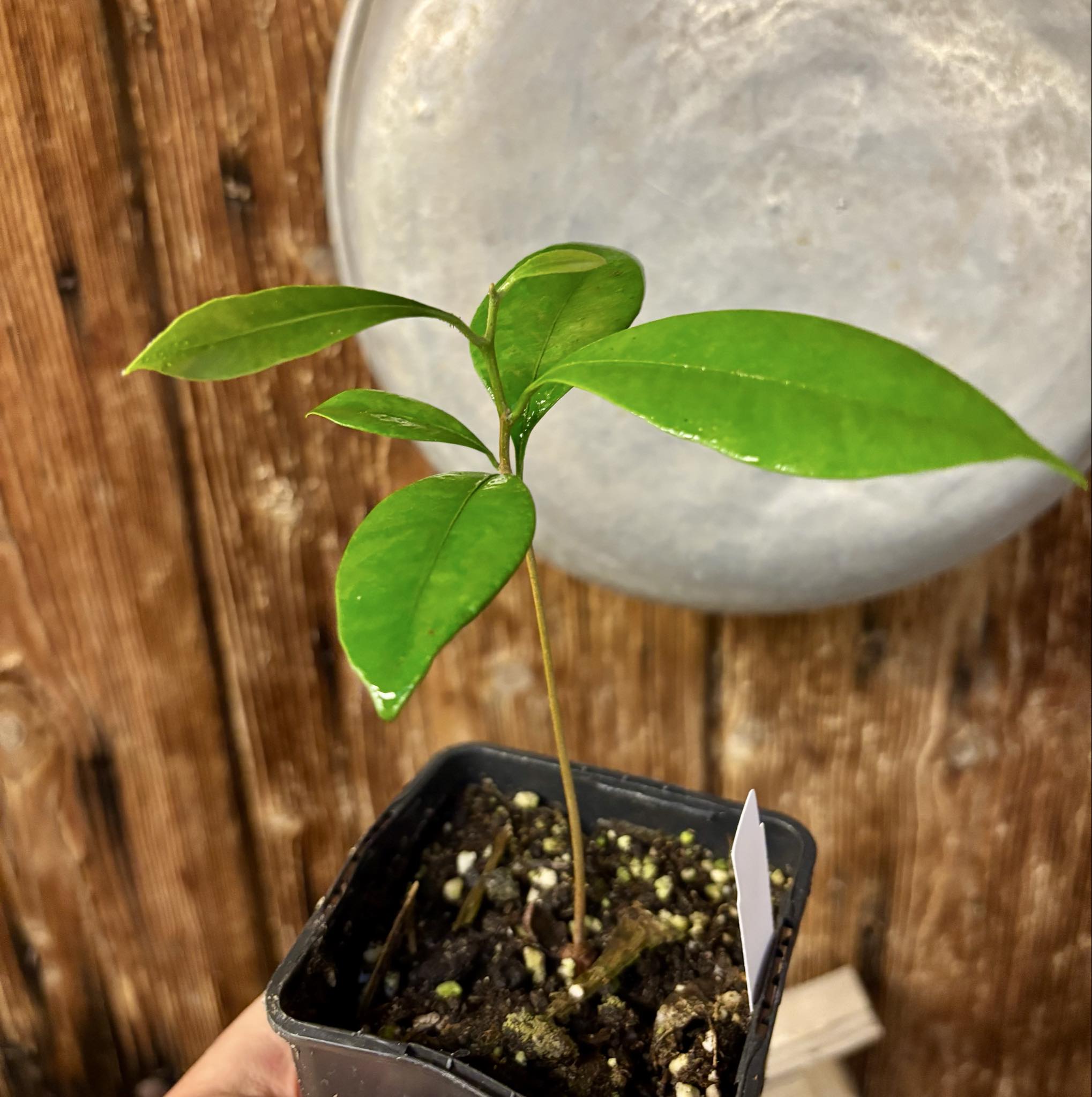 Pouteria cuspidata  -  1 potted seedling / 1 getopfter Sämling