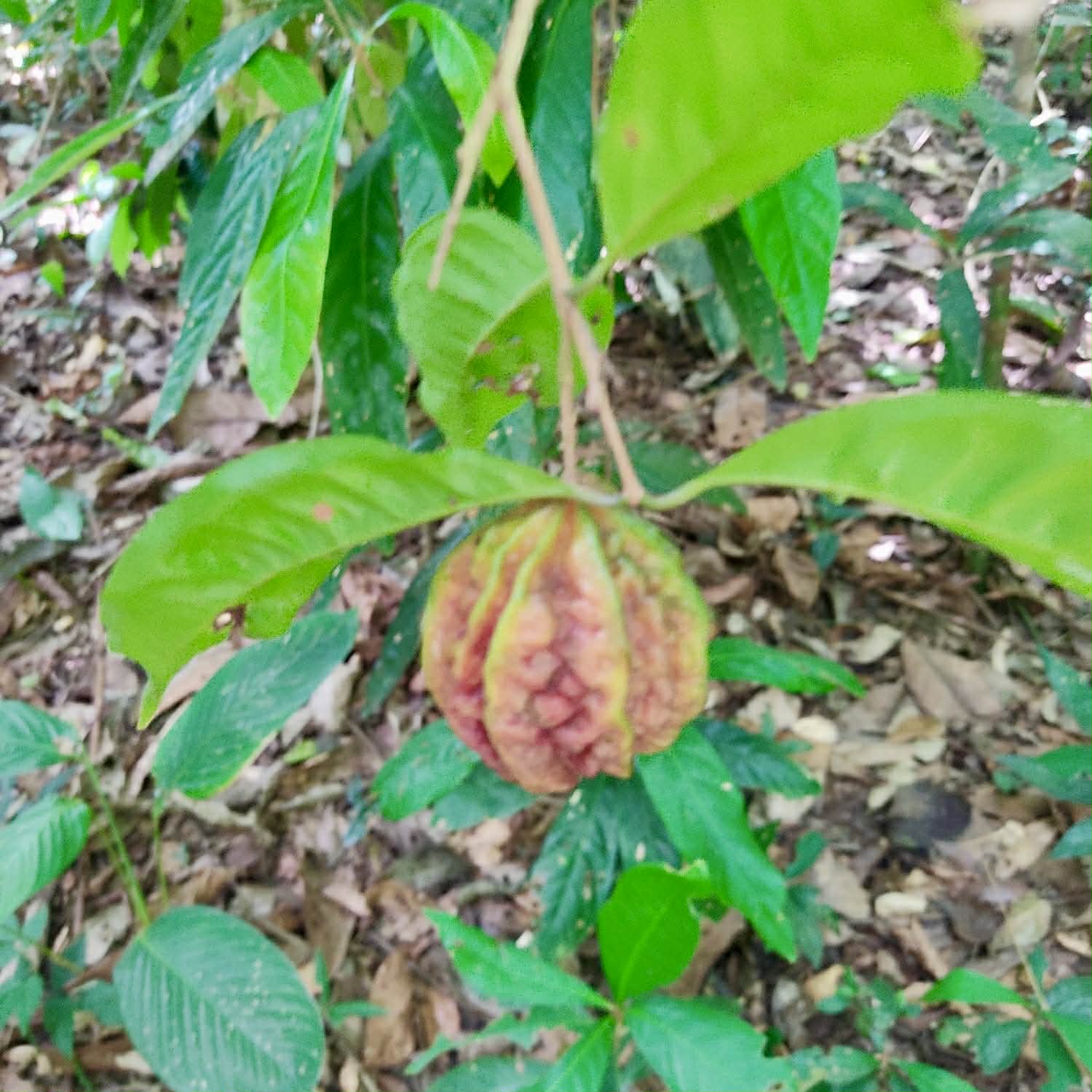 Pre Order - Eugenia sp Carambola - 1 fresh seed / 1 frischer Samen