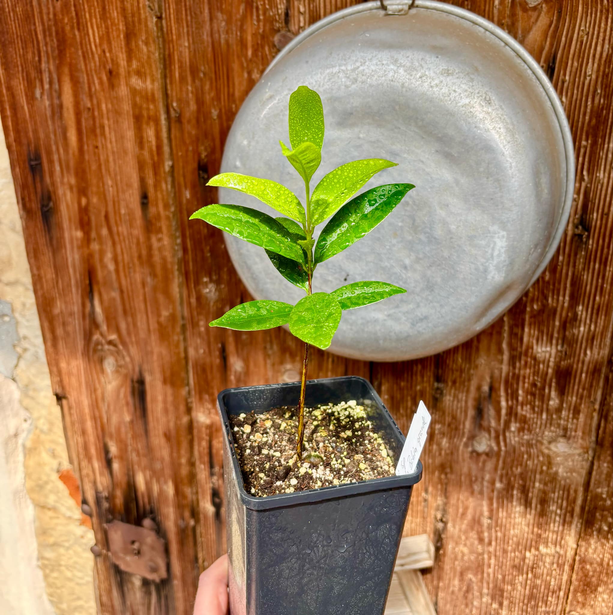 Eugenia sp Cereja Grande da Bahia - 1 potted plant / 1 getopfte Pflanze