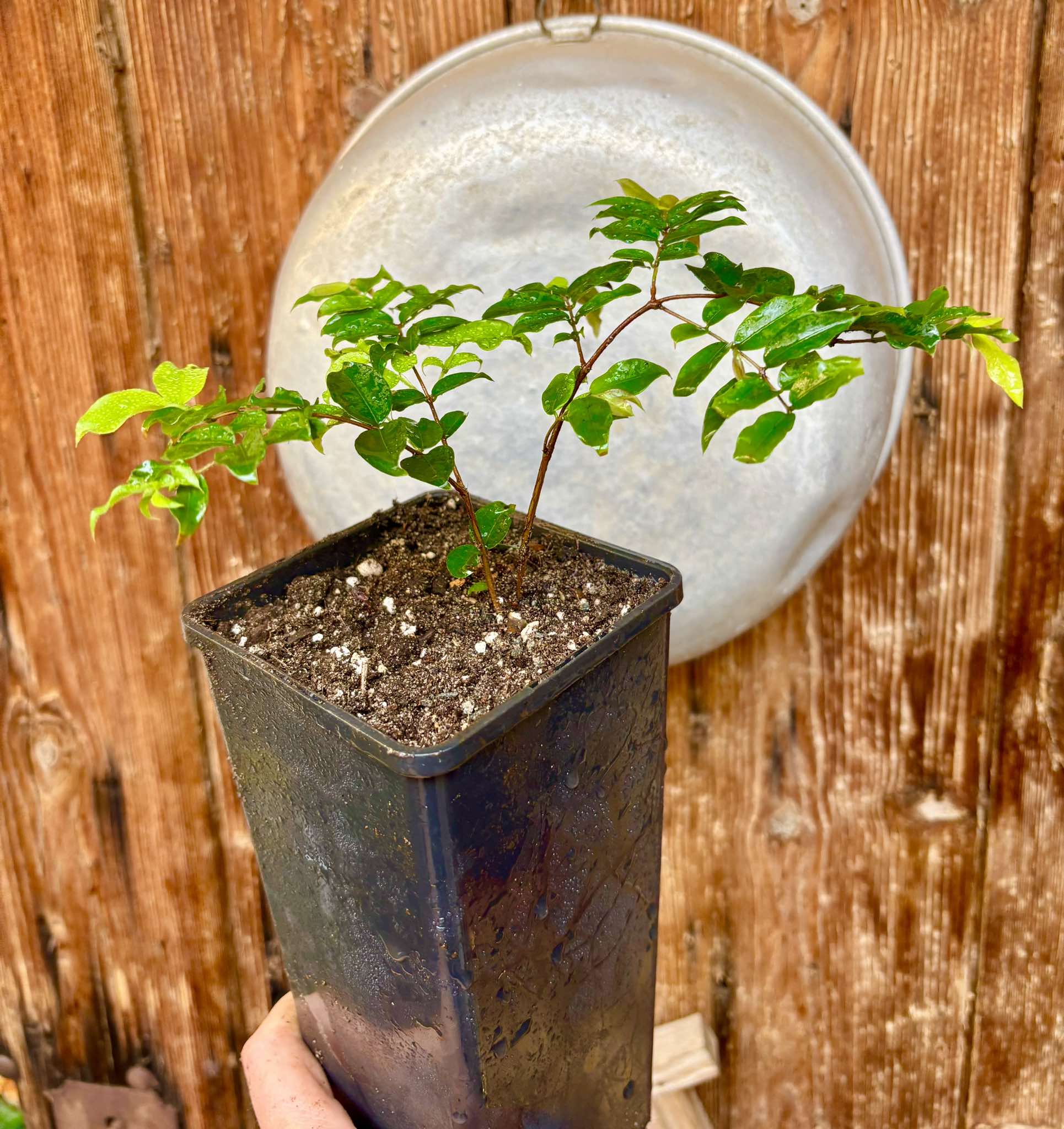 Plinia cauliflora - Sabara  - 1 potted plant / 1 getopfte Pflanze
