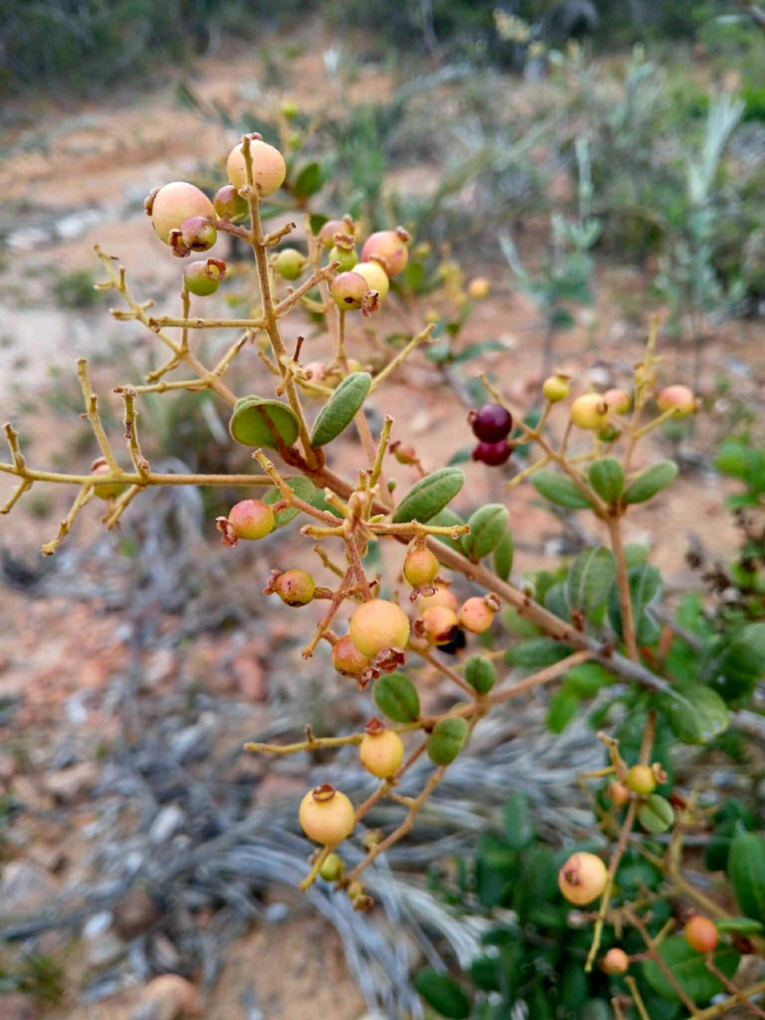 Myrcia sp Diamantina -  1 germinated seed / 1 gekeimter Samen