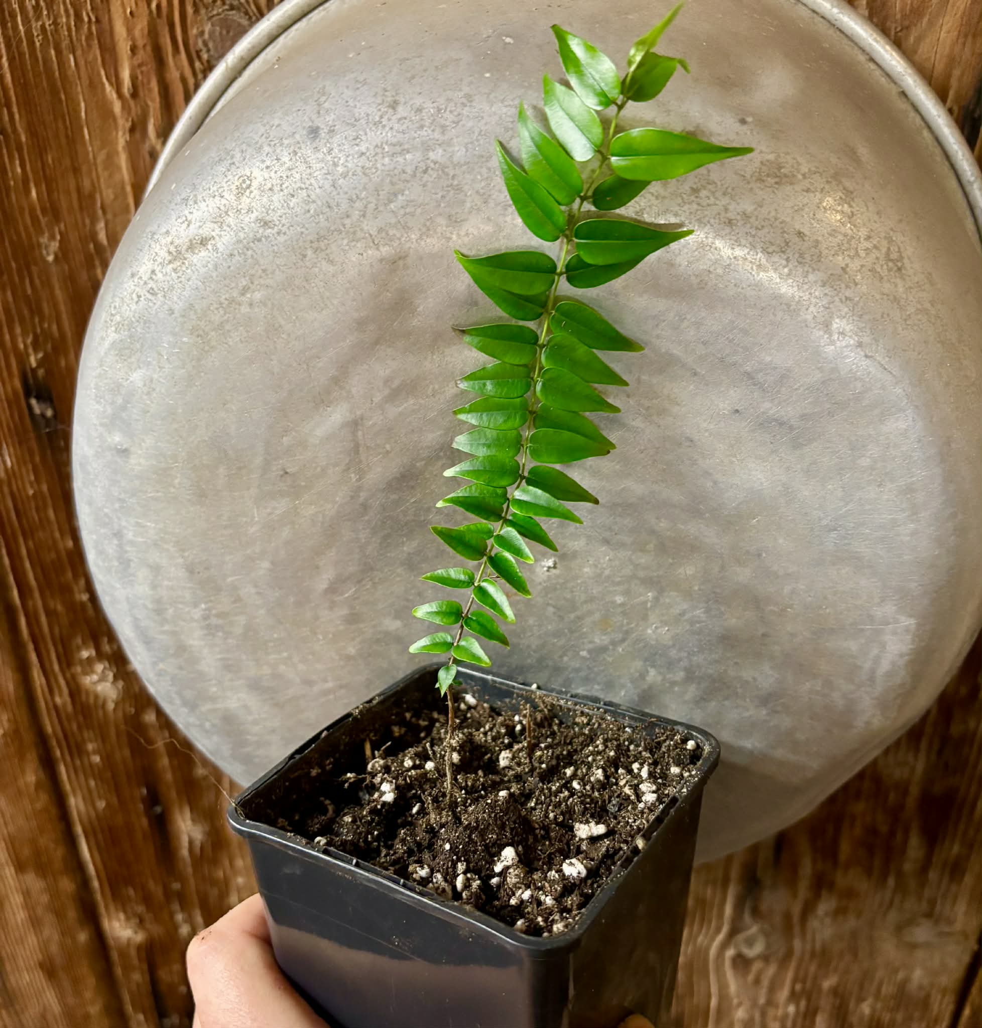 Myrciaria sp Maruim - 1 potted seedling / 1 getopfter Sämling