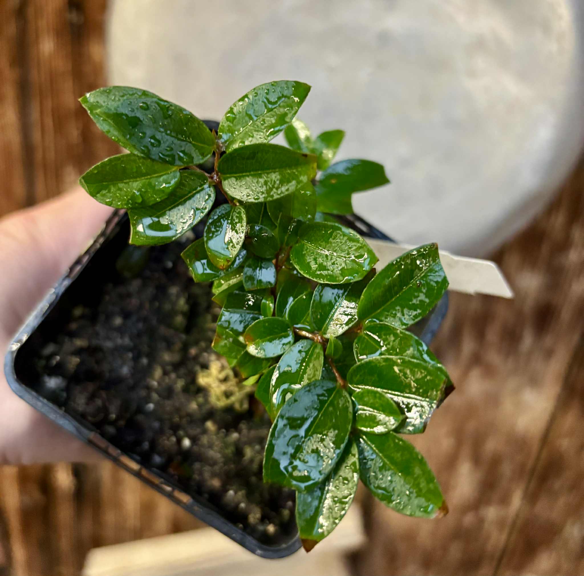 Jaboticaba - Plinia sp Canelinha Polpa rosea - 1 potted seedling / 1 getopfter Sämling