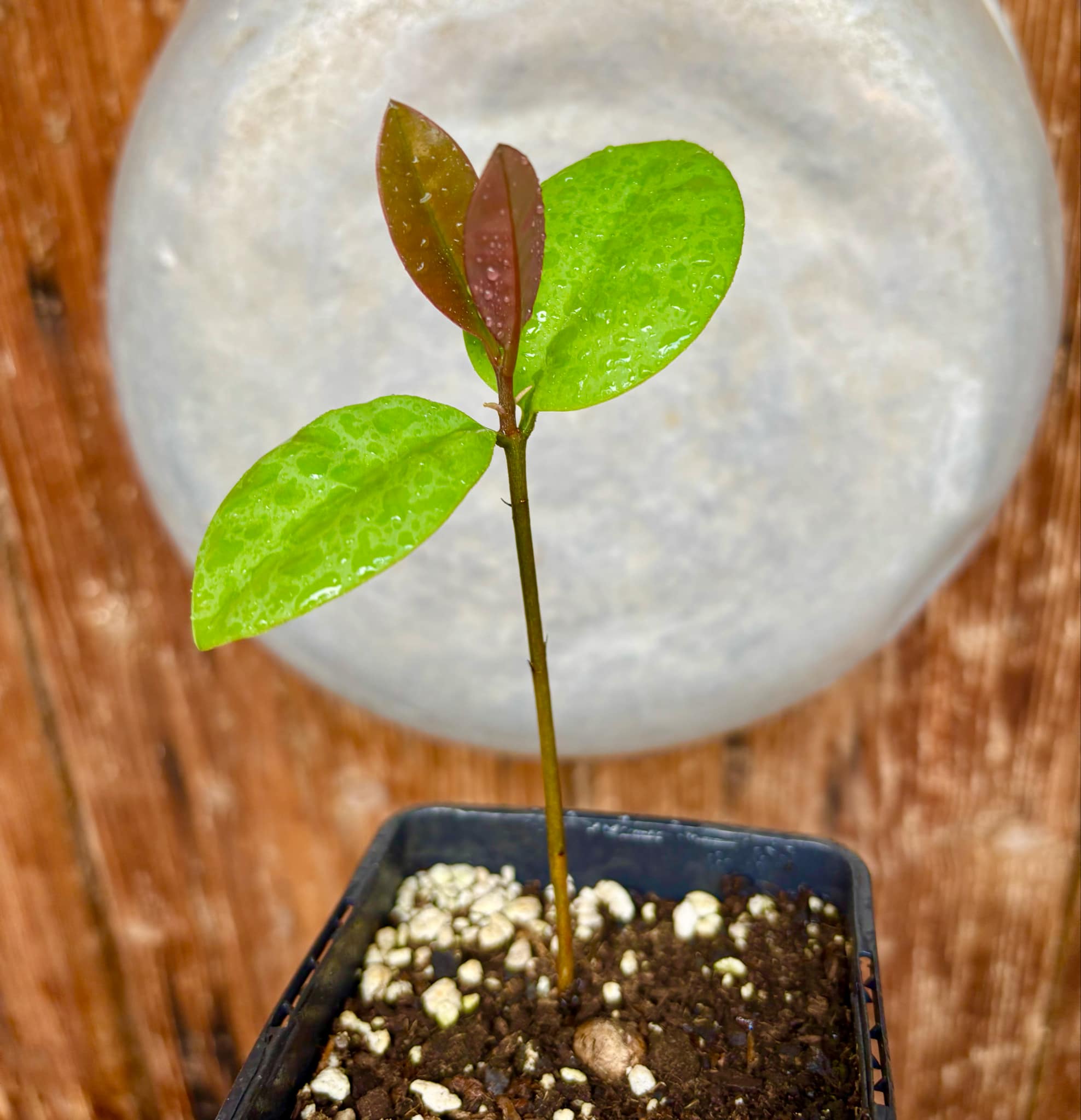 Eugenia sp Unana -  1 small potted seedling / 1 kleiner getopfter Sämling