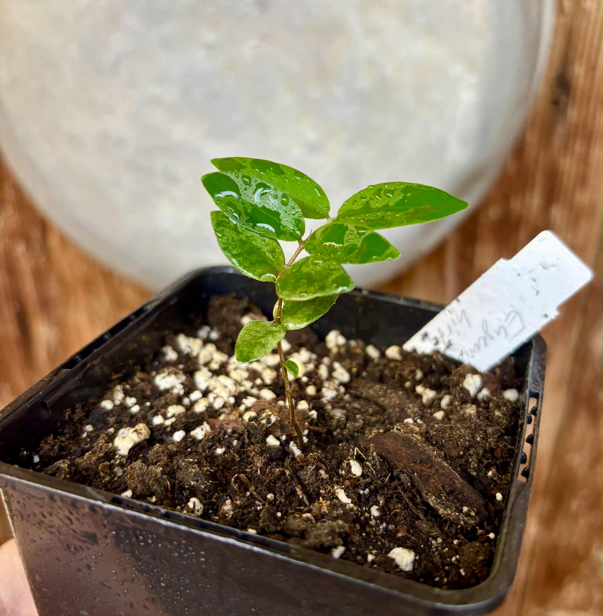 Eugenia hirta - 1 potted seedling/ 1 getopfter Sämling