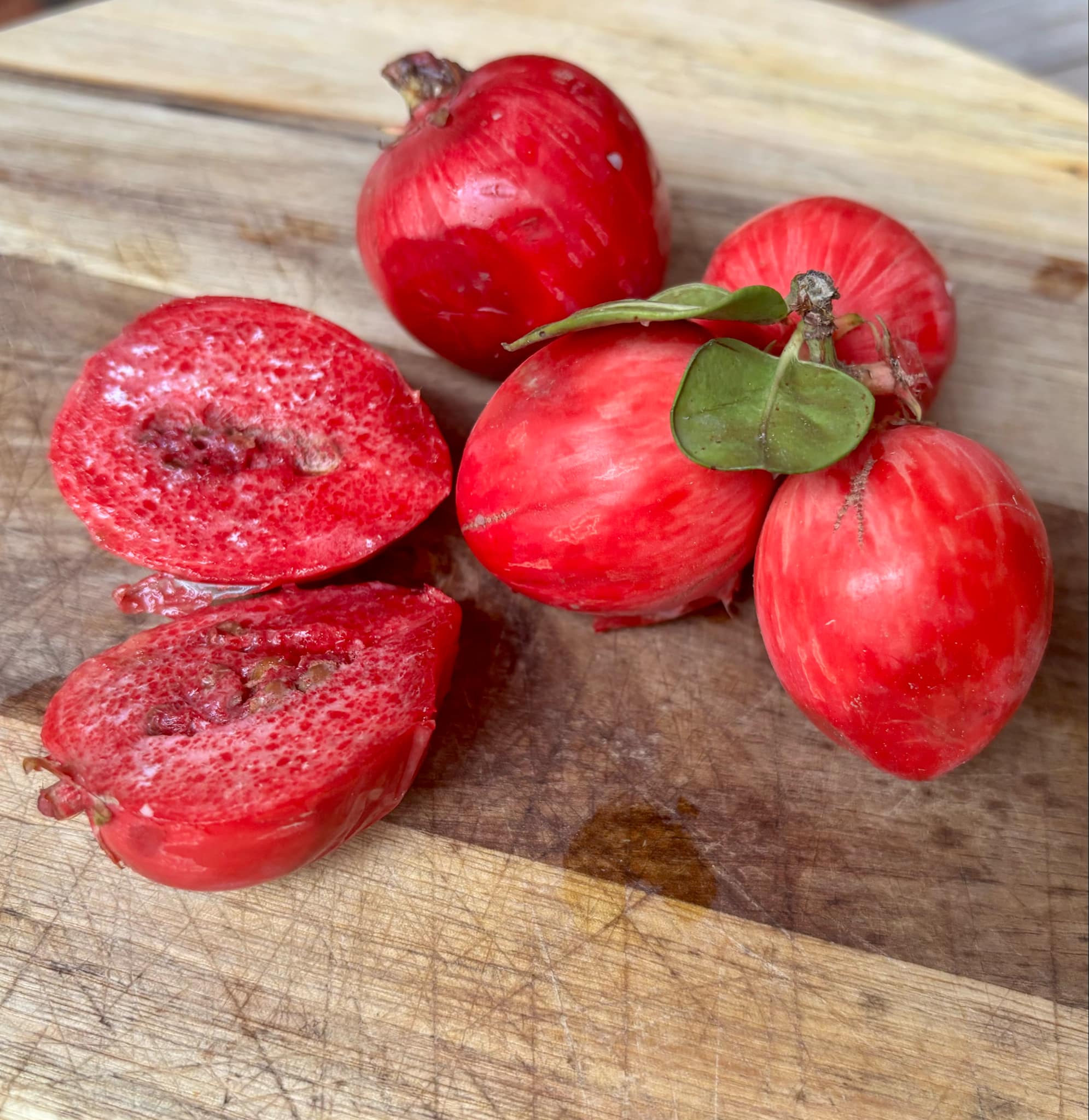 Carissa macrocarpa - Natal Plum - 3 fresh seeds / 3 frische Samen