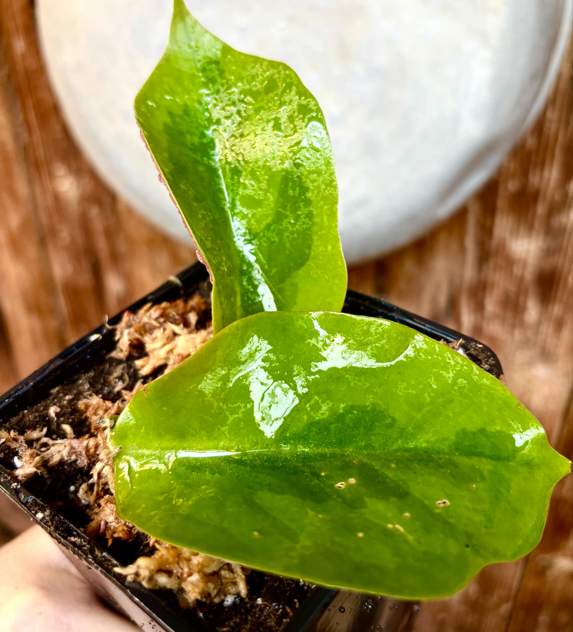 Variegated Barbados Gooseberry - (Pereskia aculeata) - 1 potted plant / 1 getopfte Pflanze