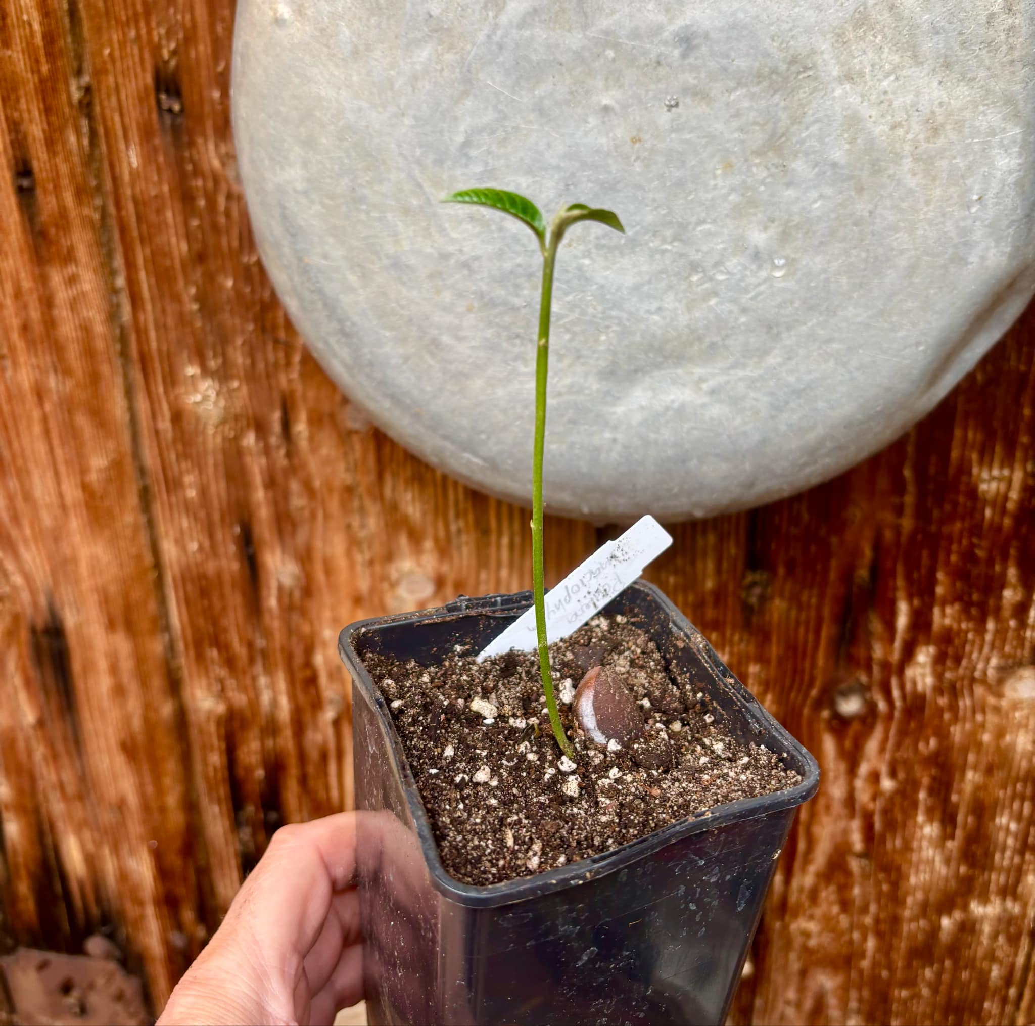 Pouteria macrophylla - 1 potted seedling / 1 getopfter Sämling