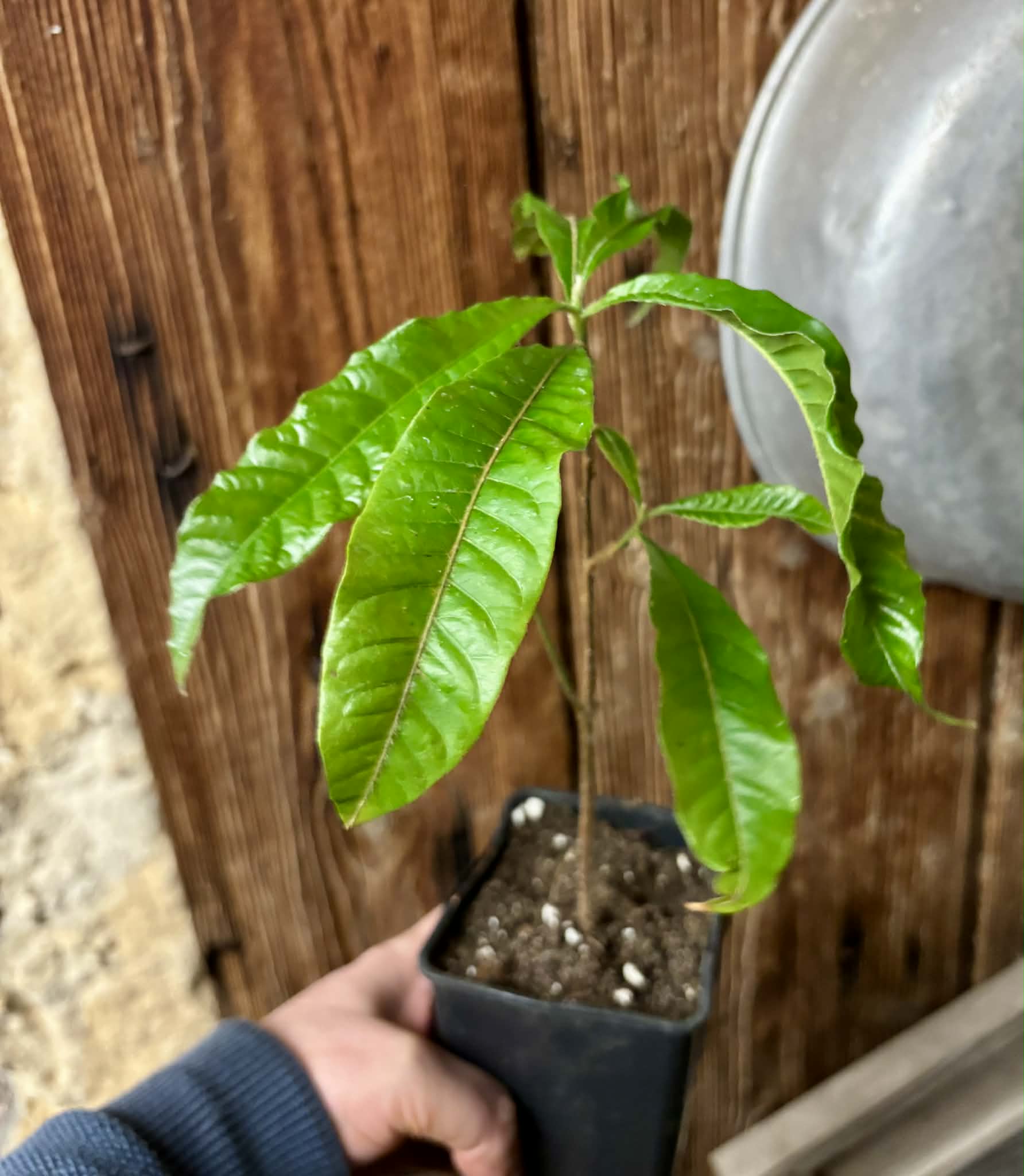 Abiu (Pouteria caimito) - 1 potted plant / 1 getopfte Pflanze