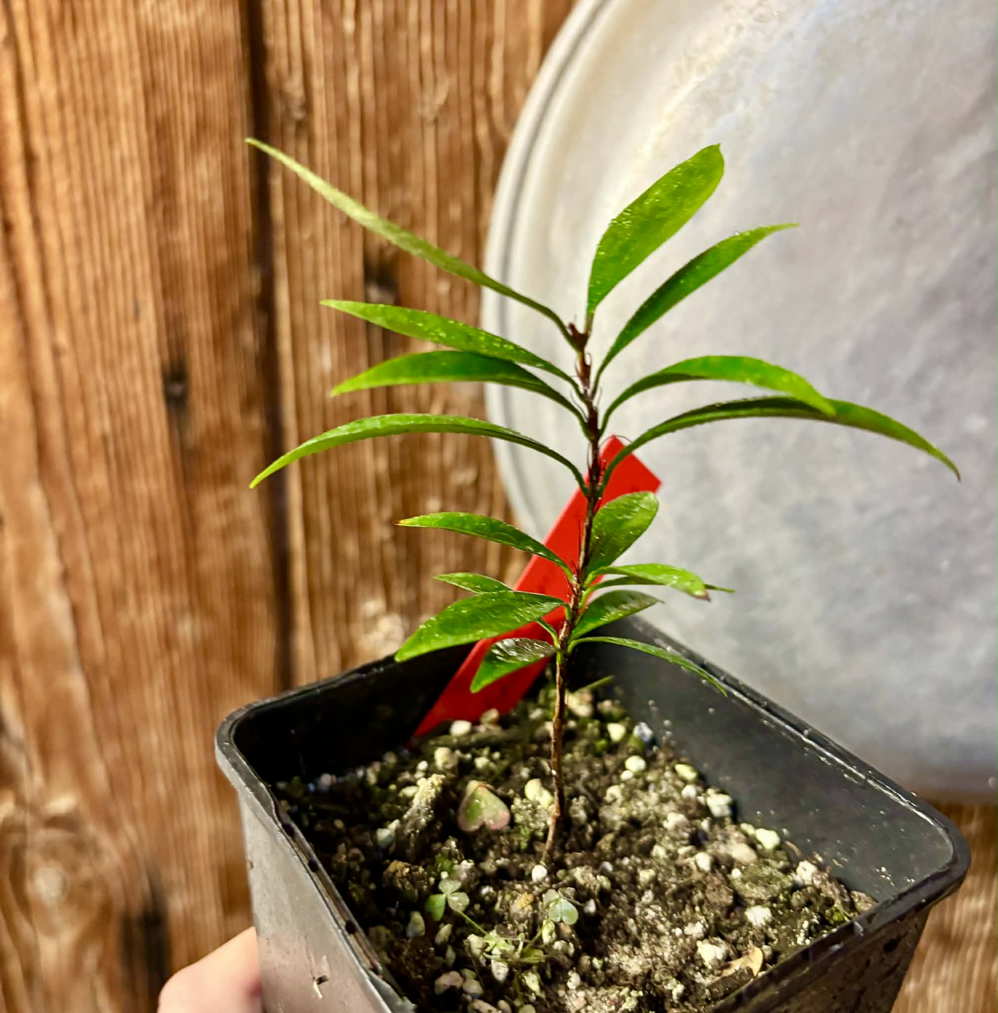Eugenia sp Itacare vermelha -  1 potted seedling / 1 getopfter Sämling