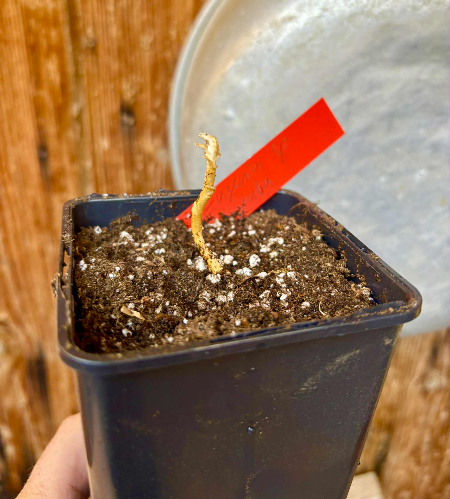 Eugenia sp Itayuba - 1 potted seedling / 1 getopfter Sämling