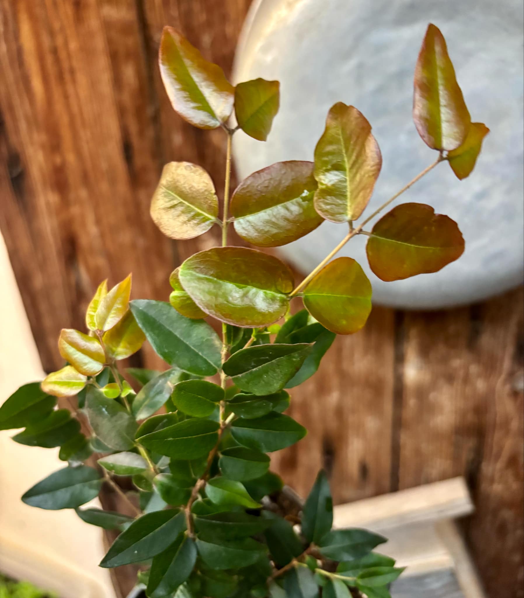 3 years old - Plinia sp Taiwan Tiger - 1 potted plant / 1 getopfte Pflanze