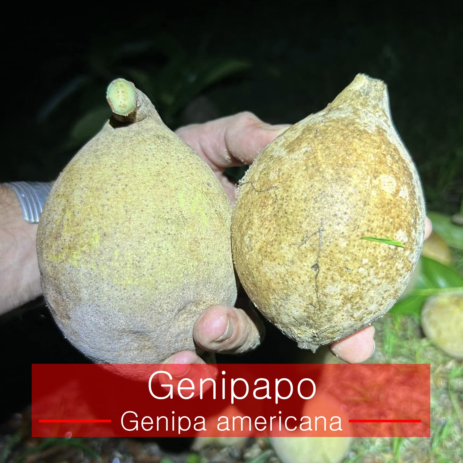 Genipa americana - Jenipapo / Genipapo - 1 fresh seed / 1 frischer Samen