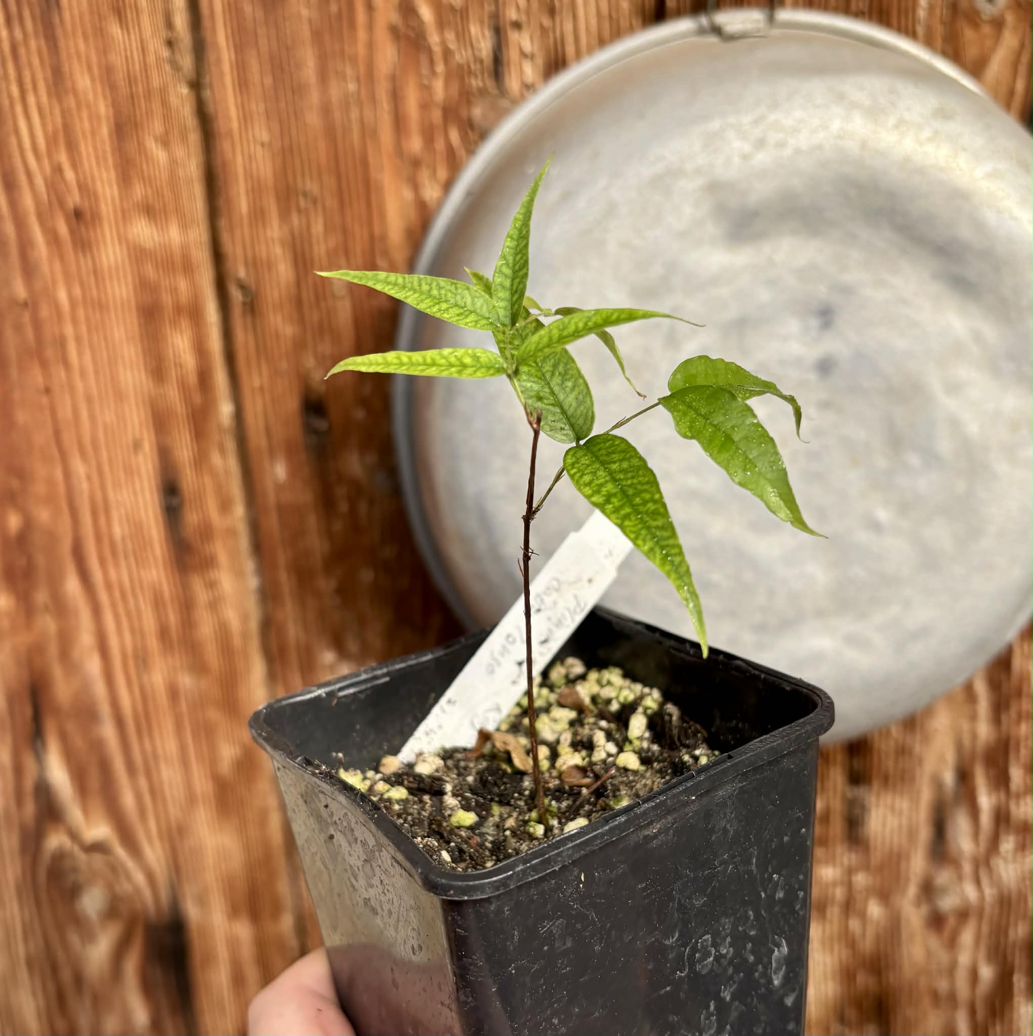 Jaboticaba - Plinia sp Rajada Cabo longo verde -  1 potted seedling / 1 getopfter Sämling
