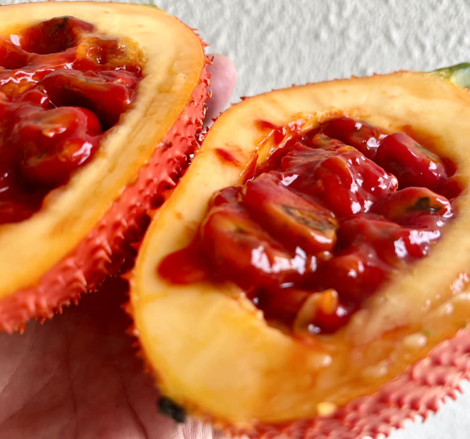 GAC Fruit (Momordica cochinchinensis)- 3 fresh seeds / 3 frische Samen