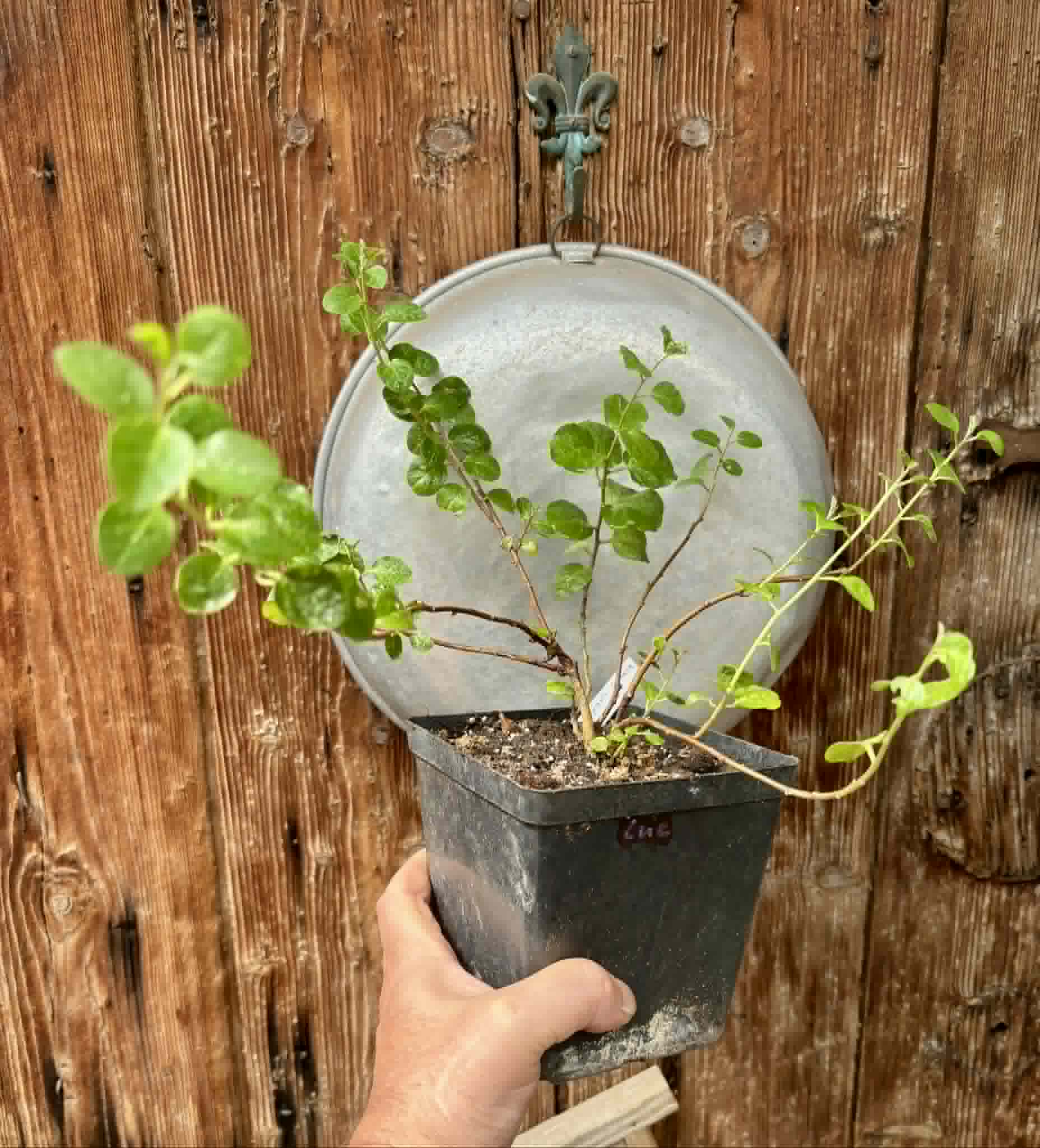 Capparis spinosa var. inermis - 1 potted plant / 1 getopfte Pflanze