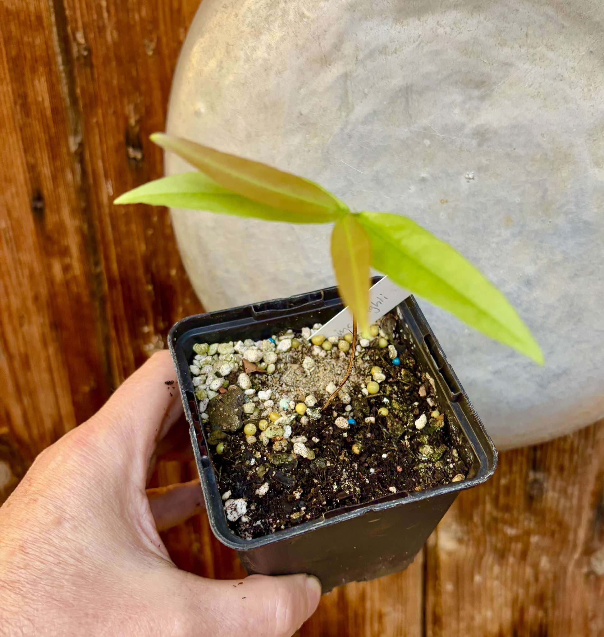 Eugenia mcvaughii - 1 potted plant / 1 getopfte Pflanze Eugenia mcvaughii - 1 potted plant / 1 getopfte Pflanze