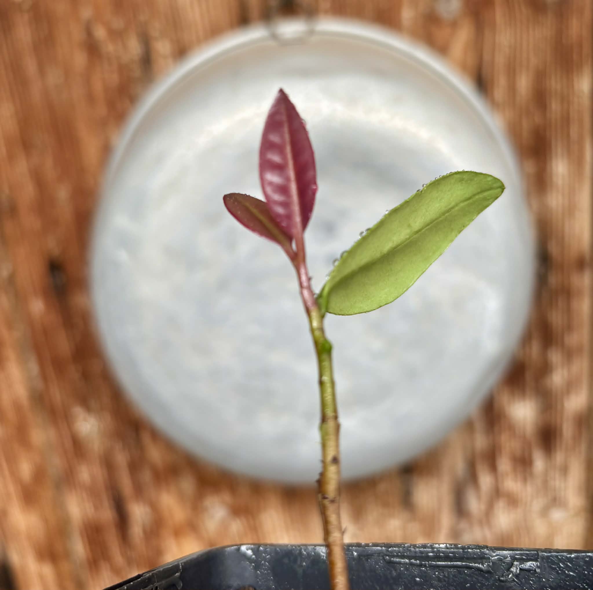 Eugenia sp Unana -  1 potted seedling / 1 getopfter Sämling