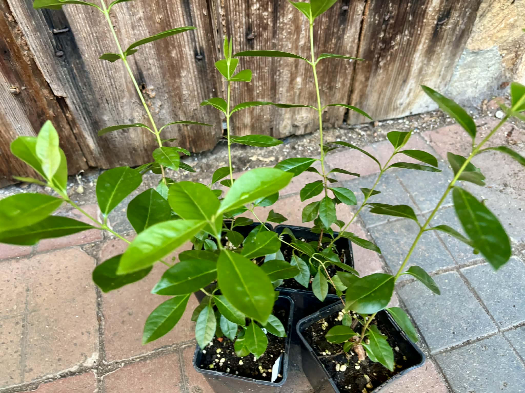 Psidium cattleyanum - Strawberry Guava  - 1 potted plant / 1 getopfte Pflanze